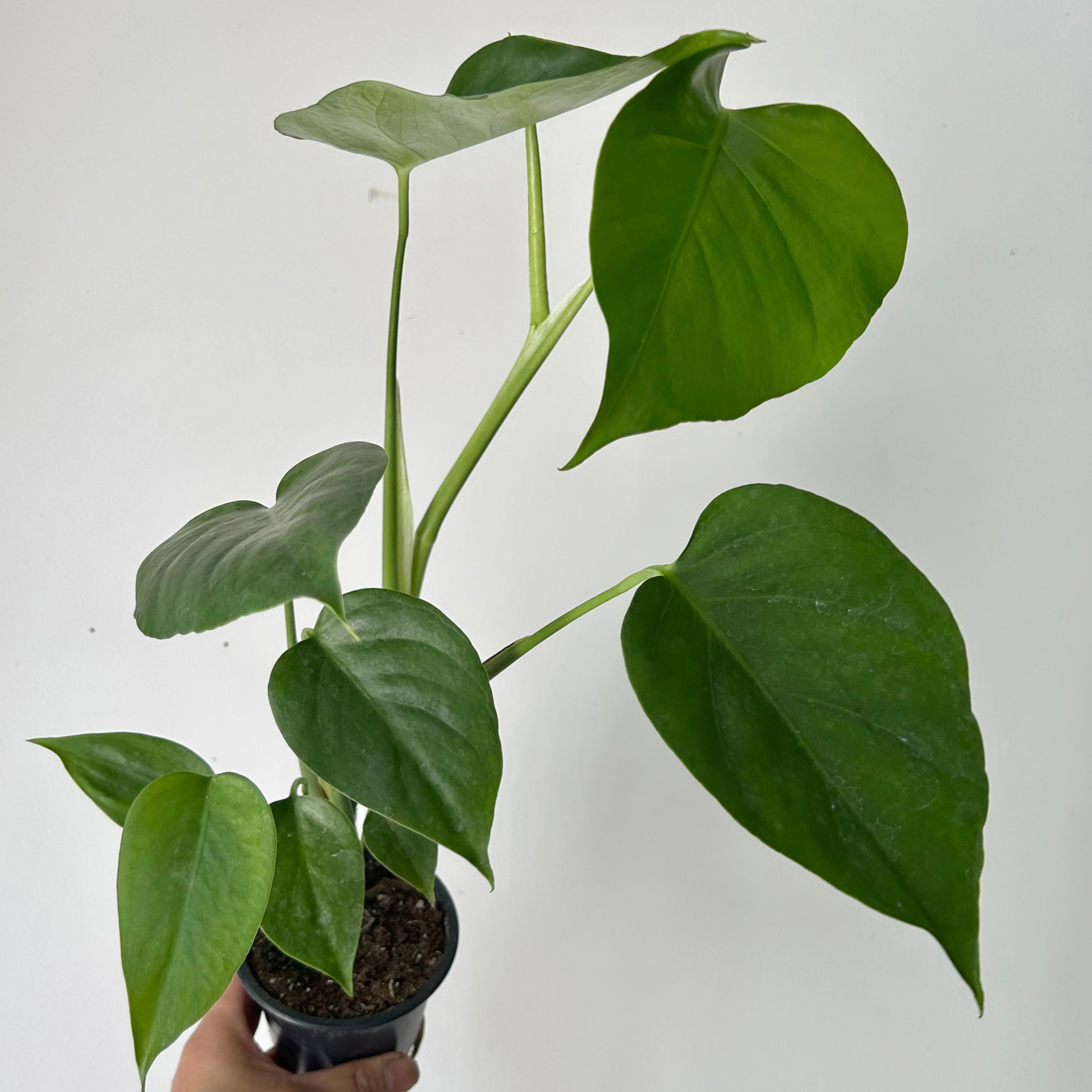 Monstera deliciosa “Sierrana”3.5” pot