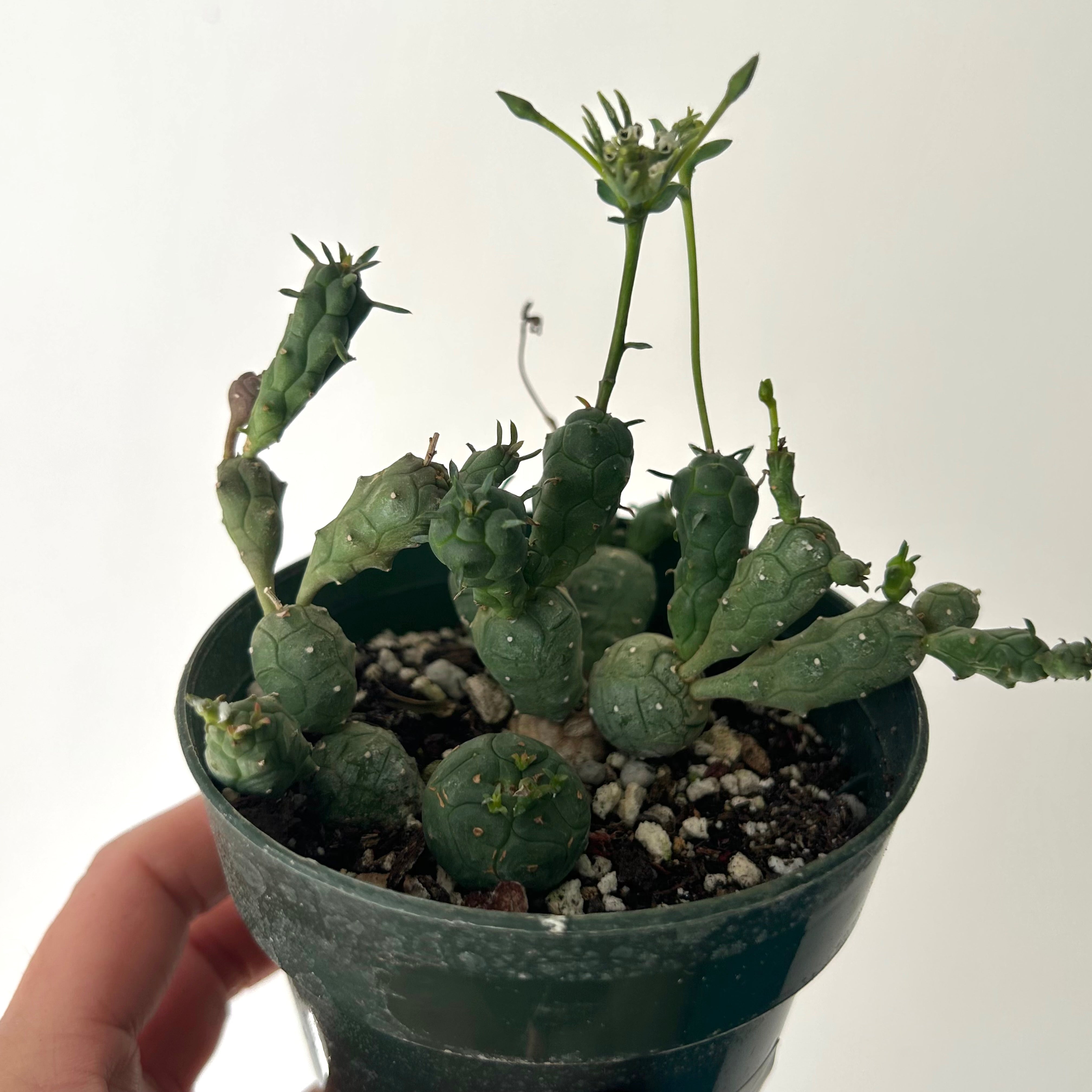 Euphorbia globosa 3.5"pot