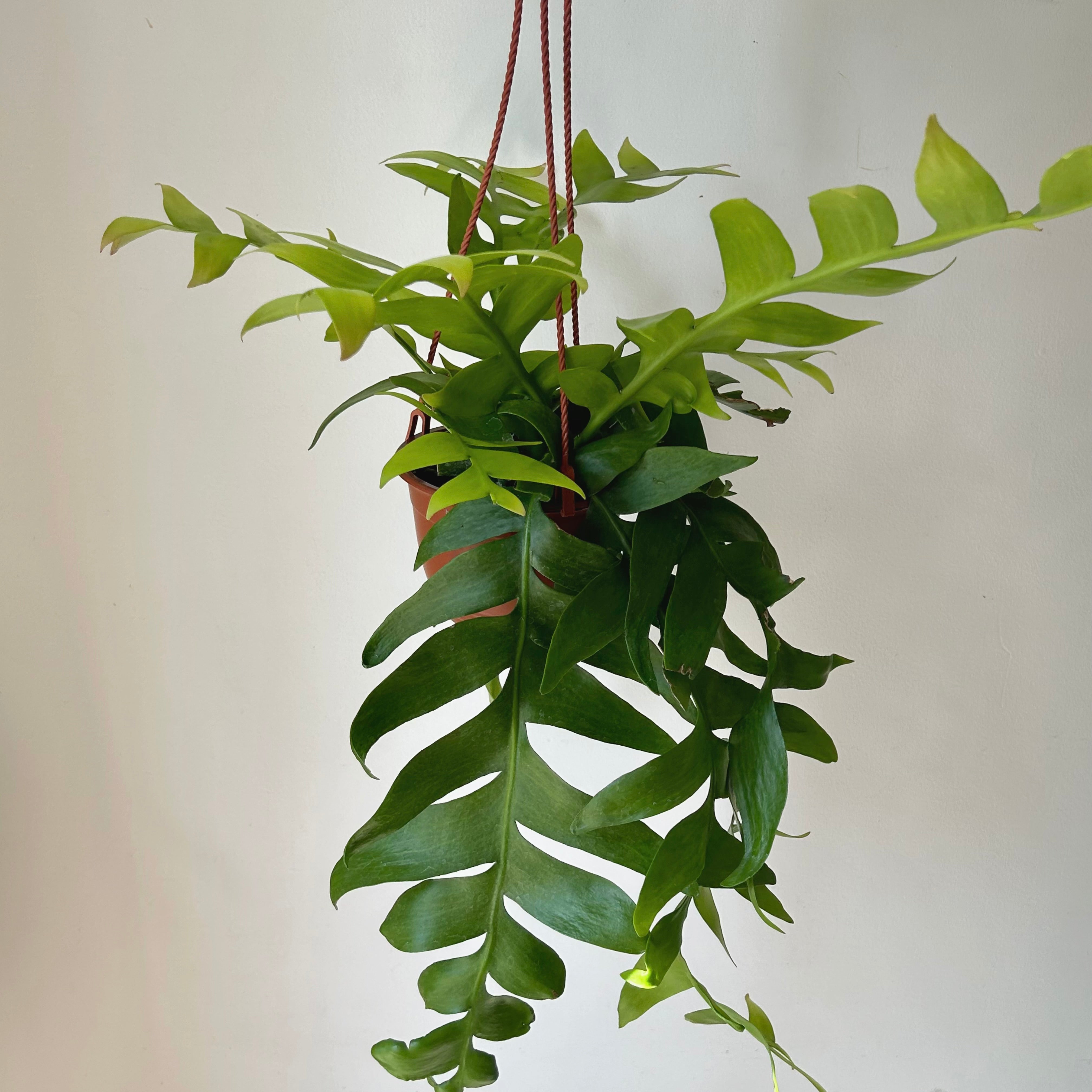 Fernleaf Orchid Cactus (selenicereus chrysocardium ) 6”hanging basket