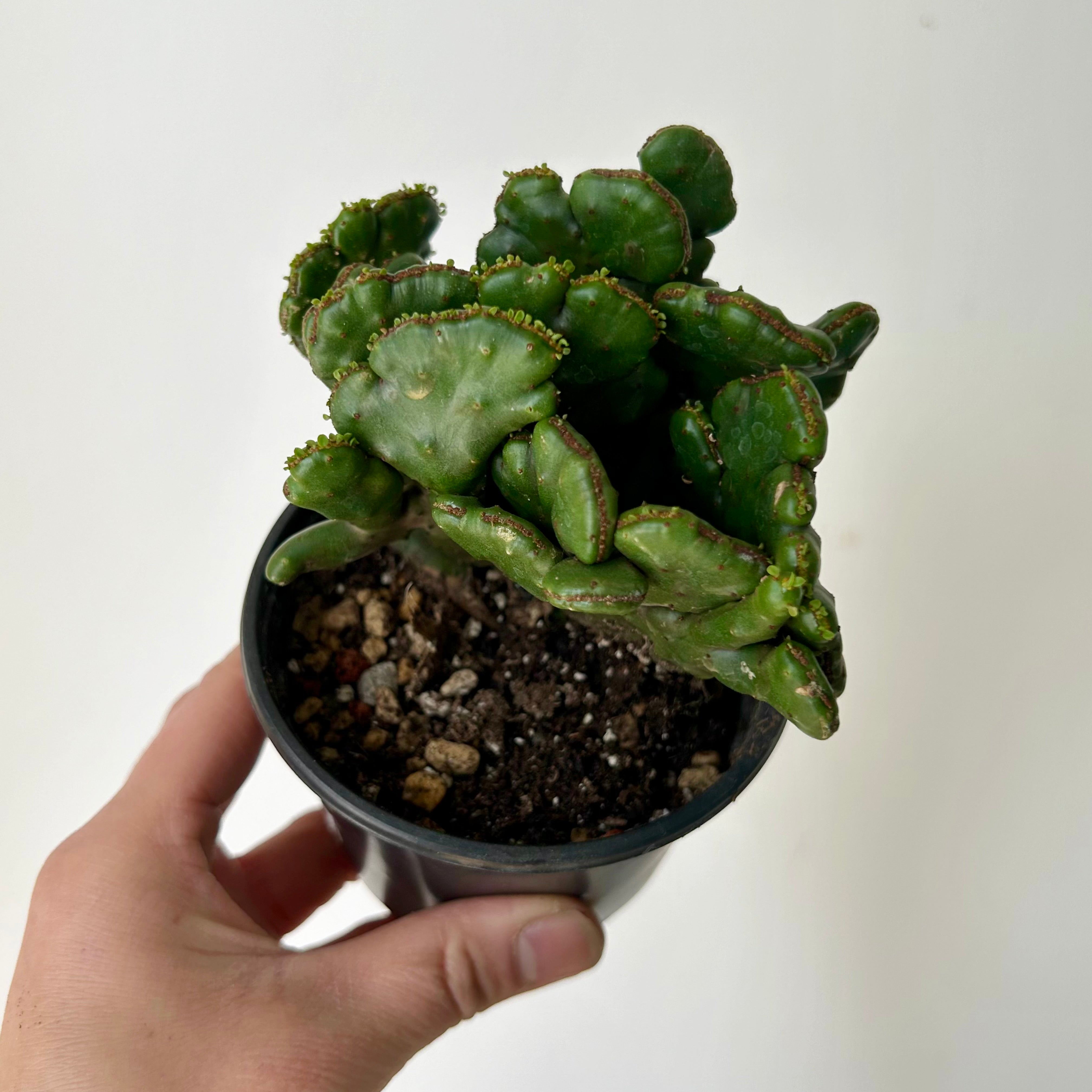 Euphorbia oncoclada cristata 3.5”pot