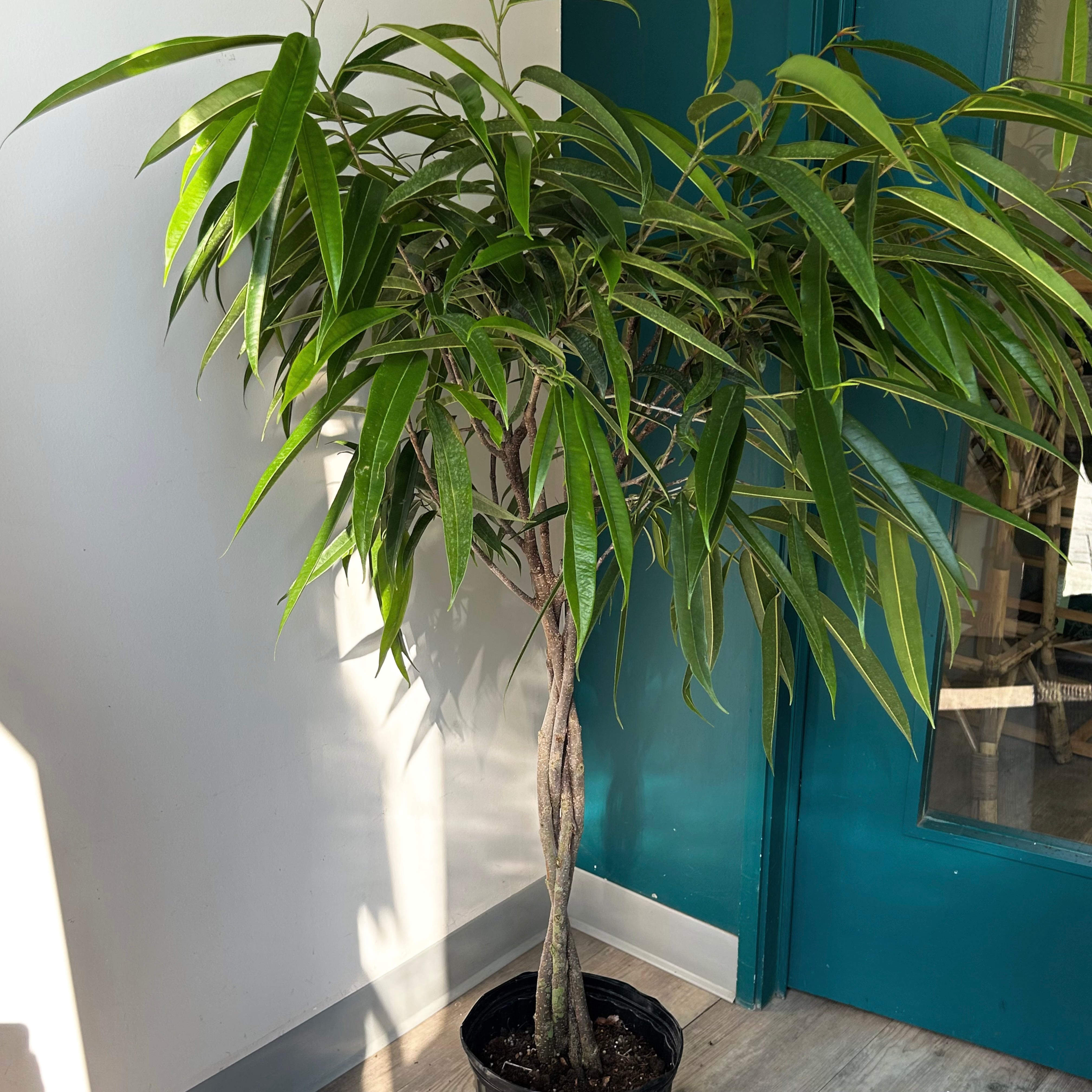 Ficus “Alii” (maclellandii) approximately 4.5 ft in 10” pot
