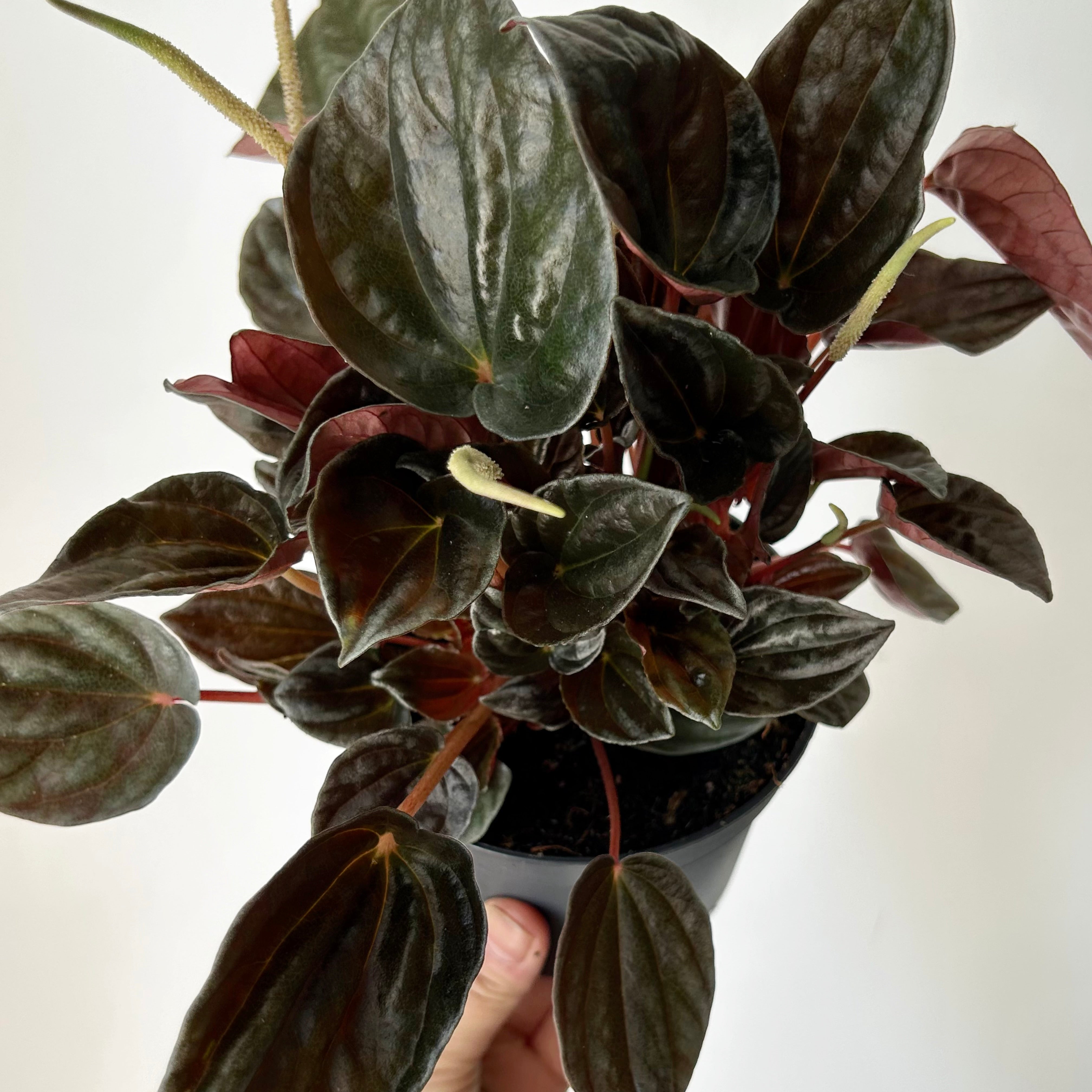 Peperomia caperata “Santiago” 5” pot