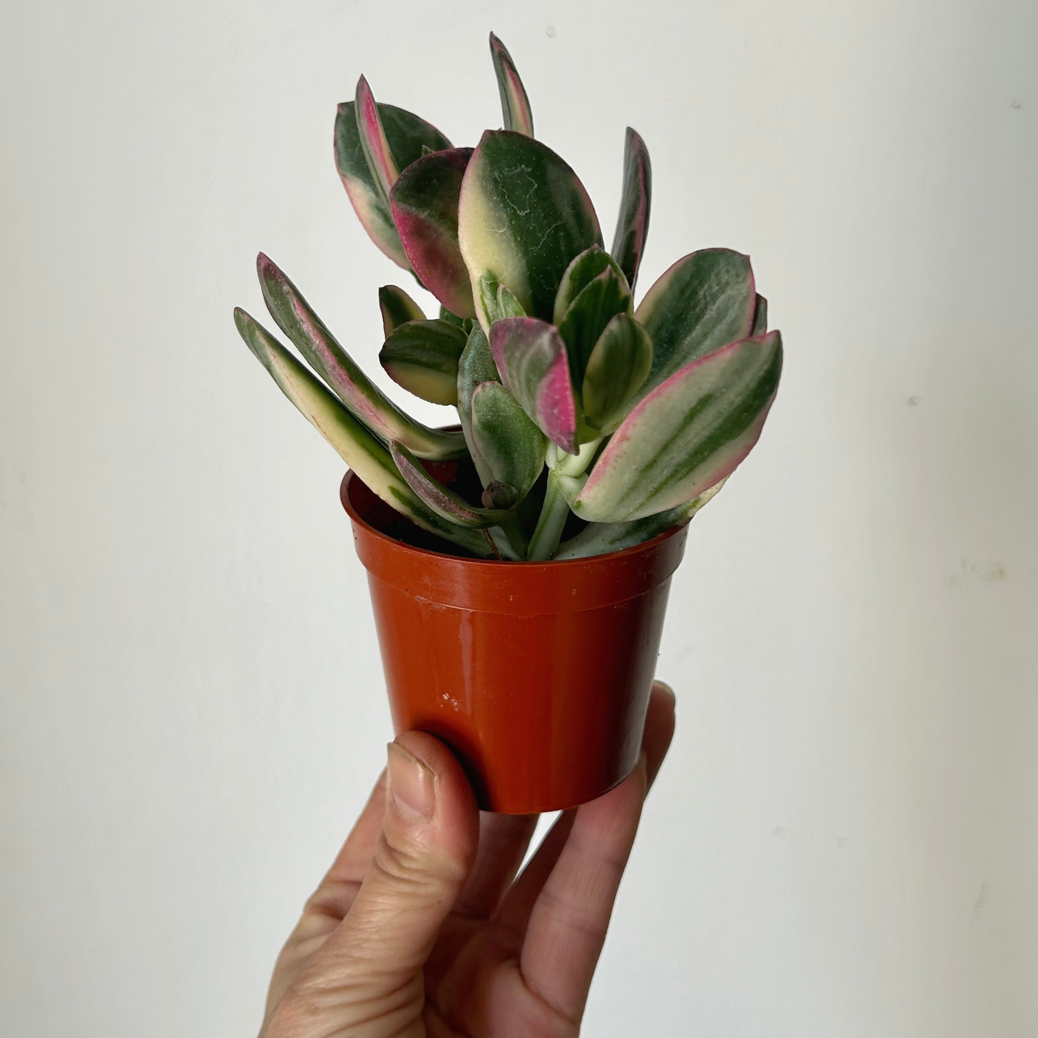 Variegated Jade Succulent (Crassula ovata Tricolour) 2.5”pot