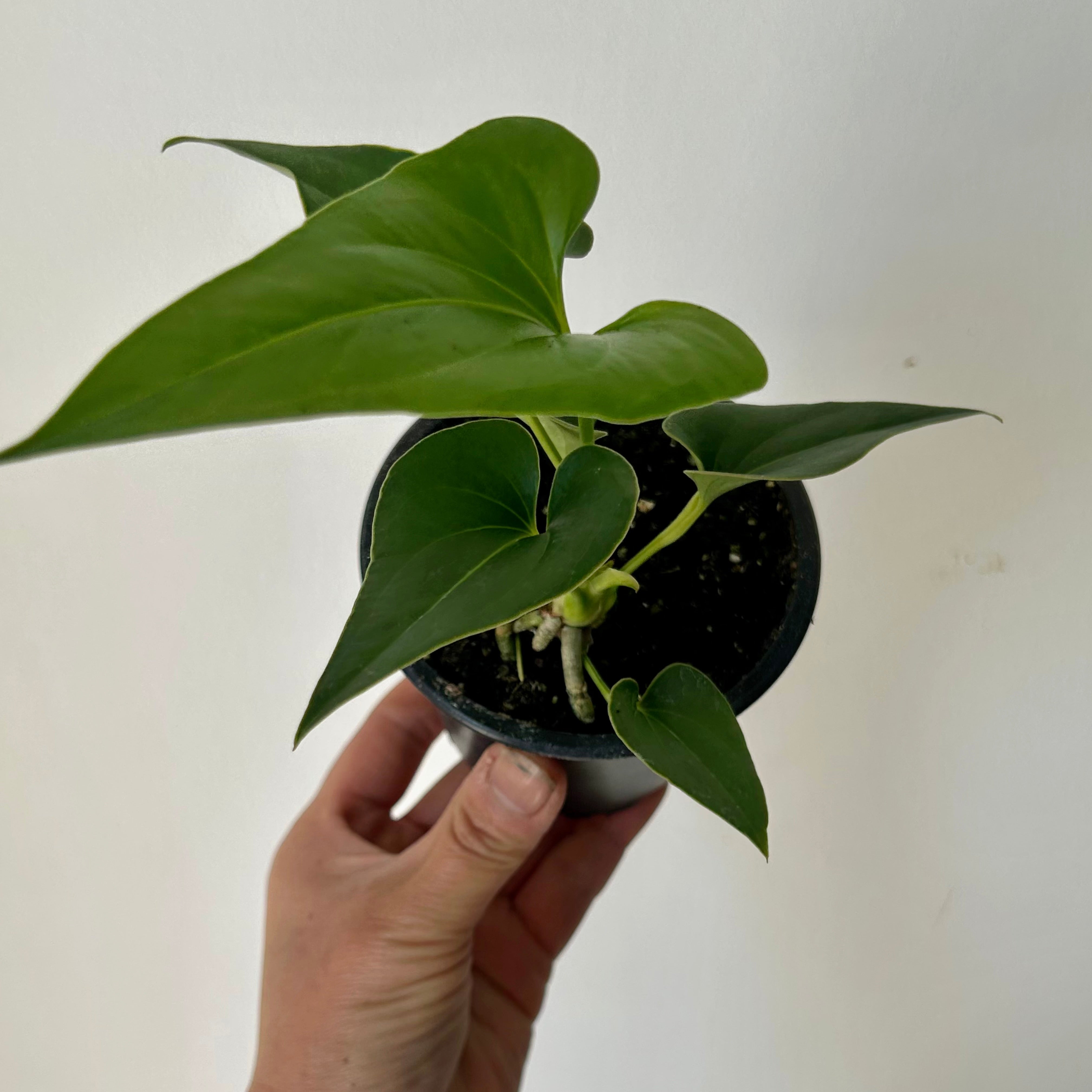 Anthurium Corong x Villenaorum (Hybrid) 3.5” pot
