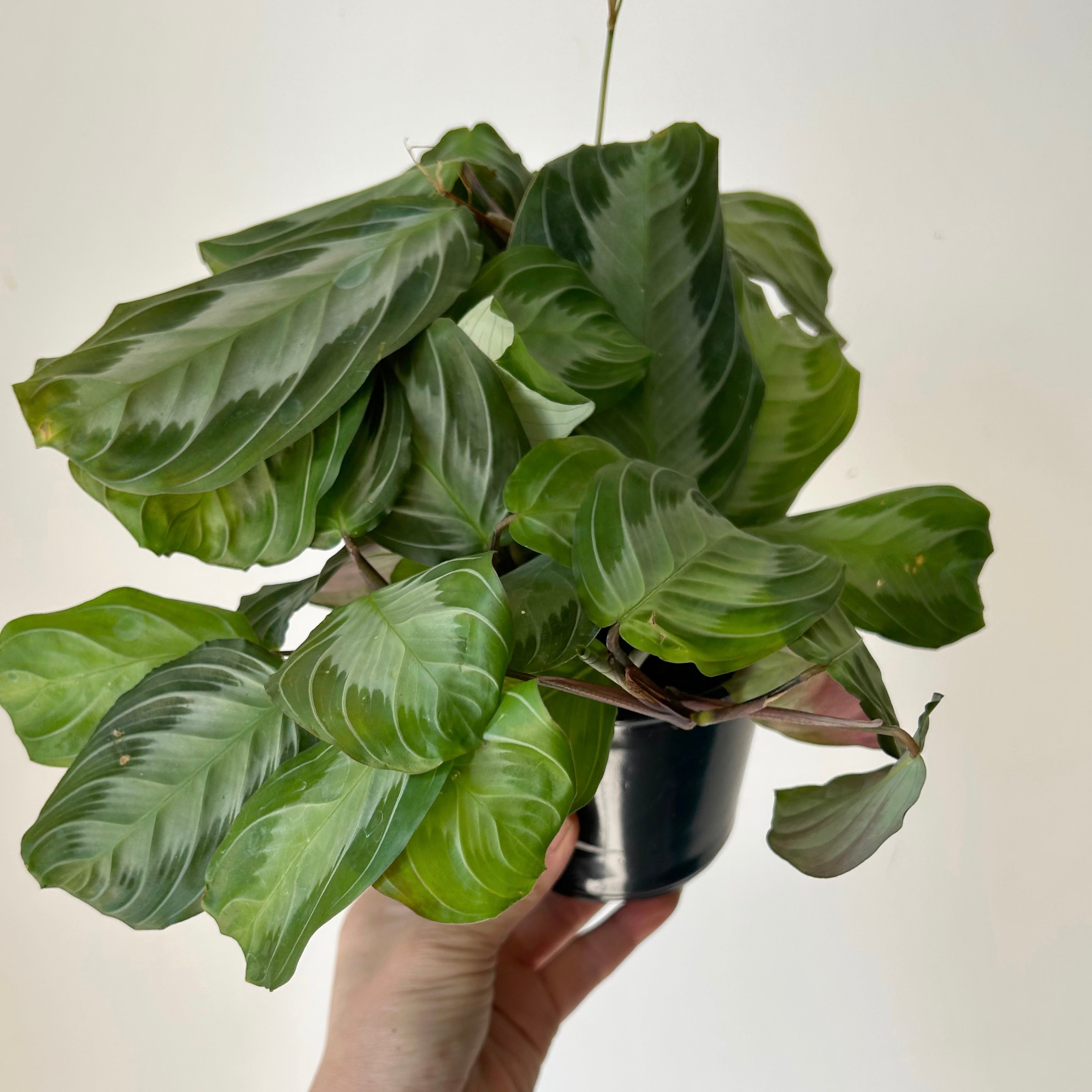 Maranta Leuconeura “Silver Band” 4” pot
