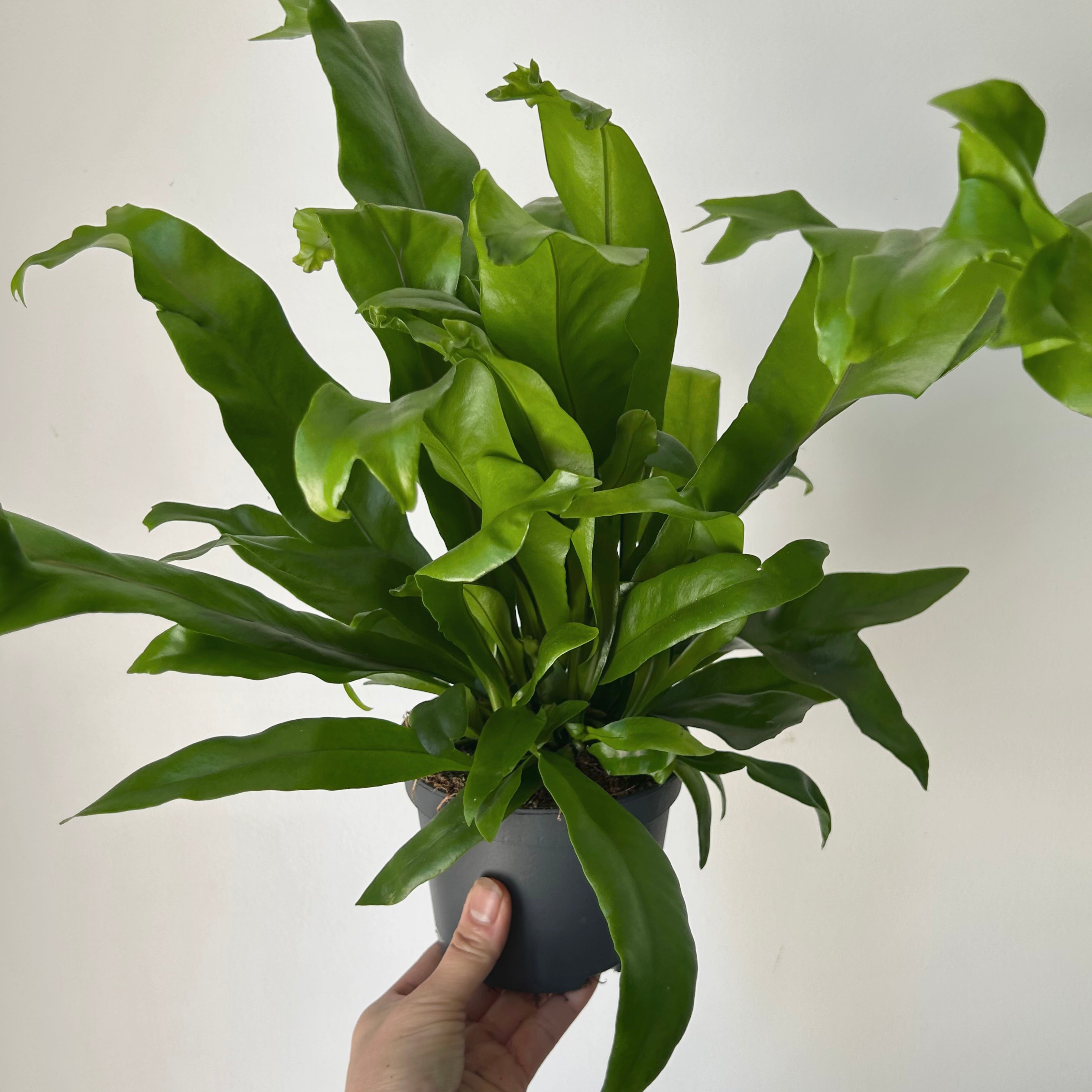 Fern “Green Flame” 5” pot