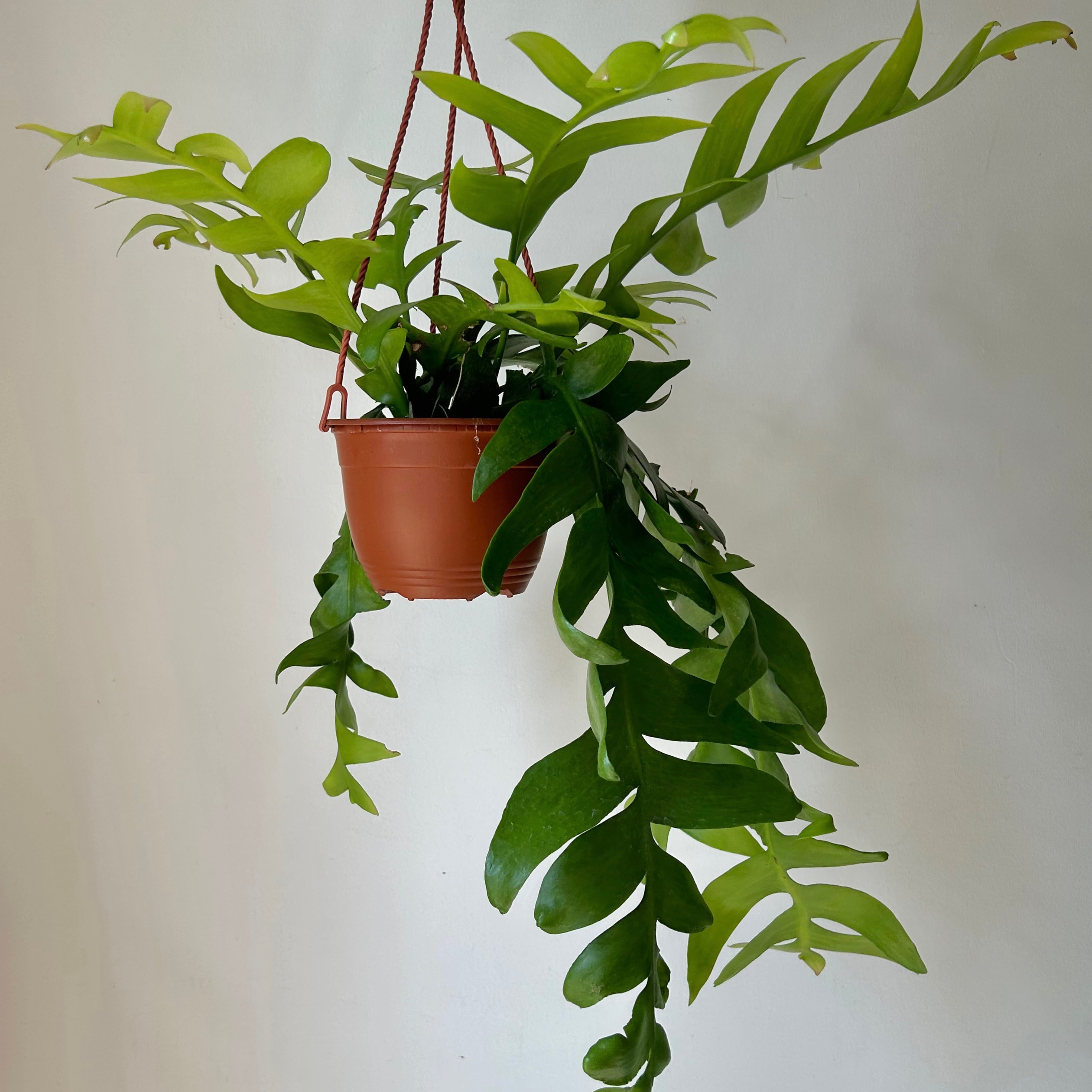 Fernleaf Orchid Cactus (selenicereus chrysocardium ) 6”hanging basket