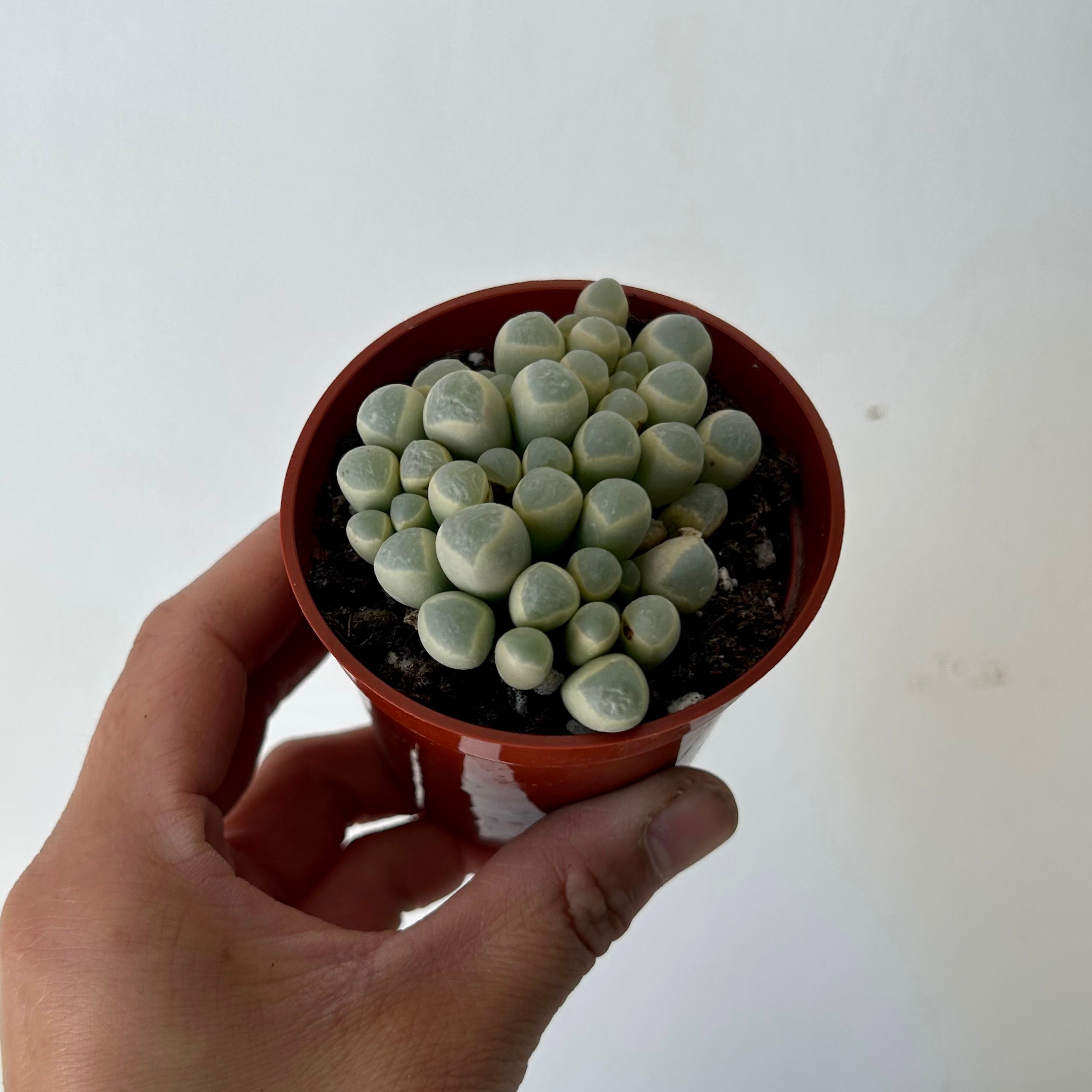 Baby Toes Succulent (Fenestraria rhopalophyll) 2.75”pot