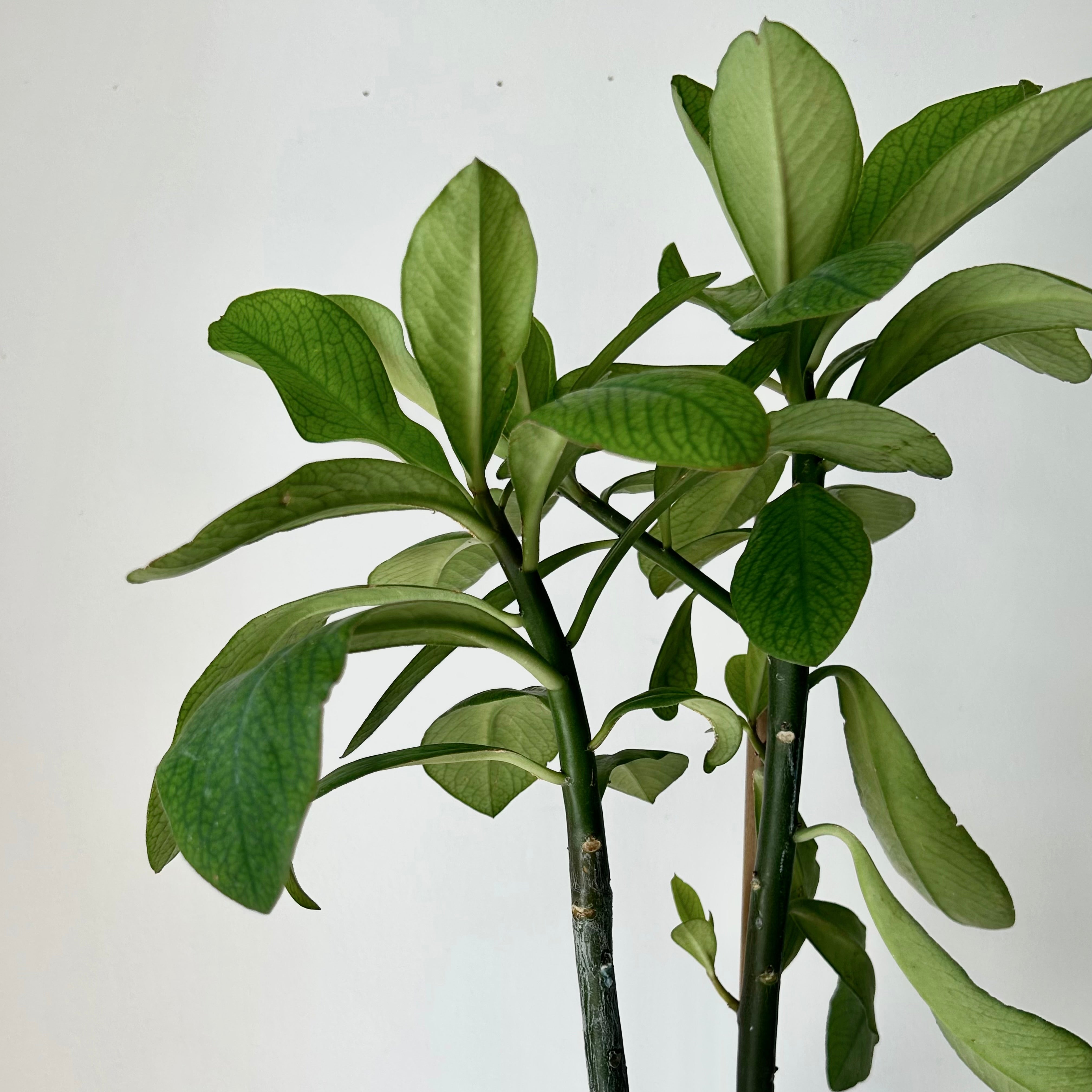 Euphorbia grantii 5”pot