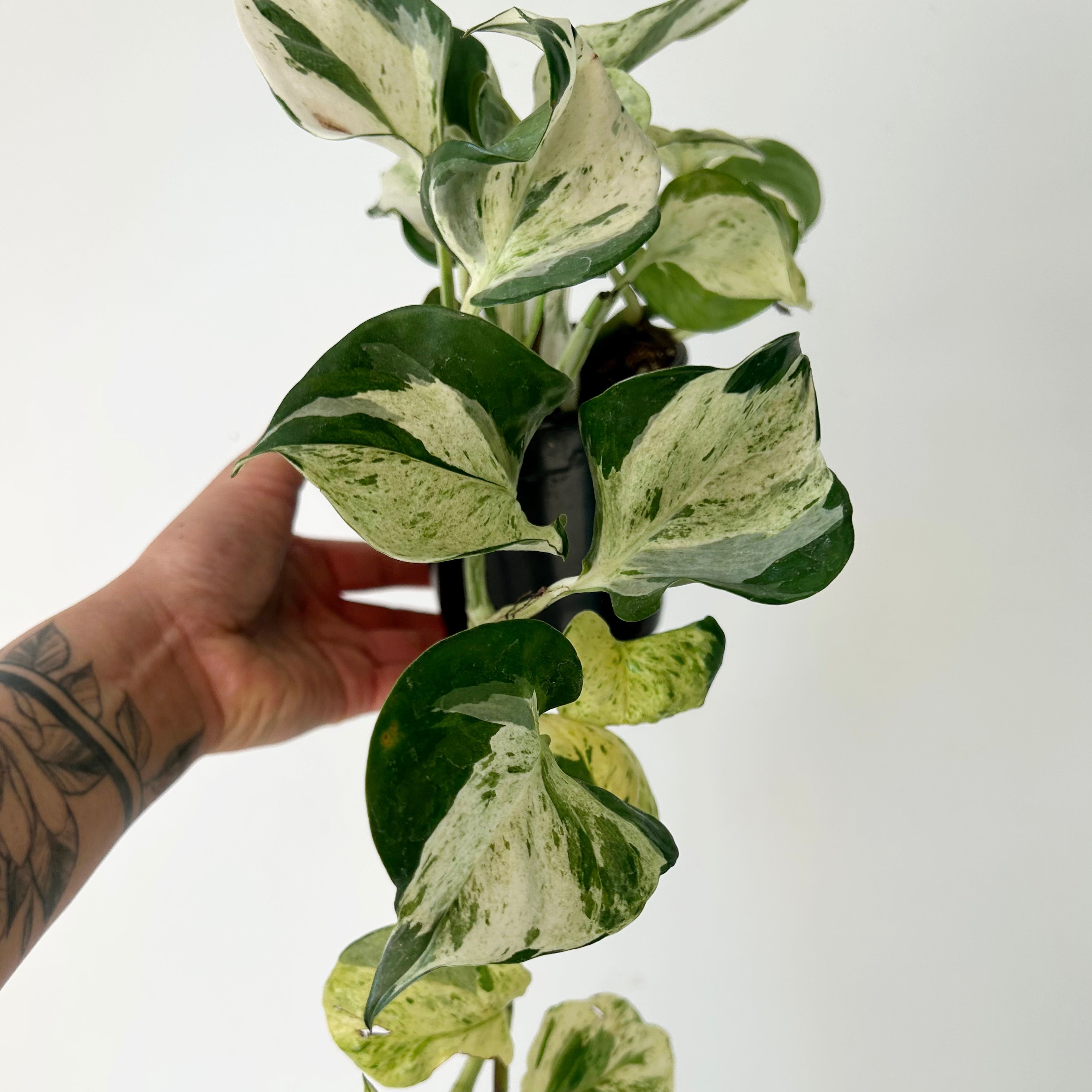 Manjula pothos 4”pot
