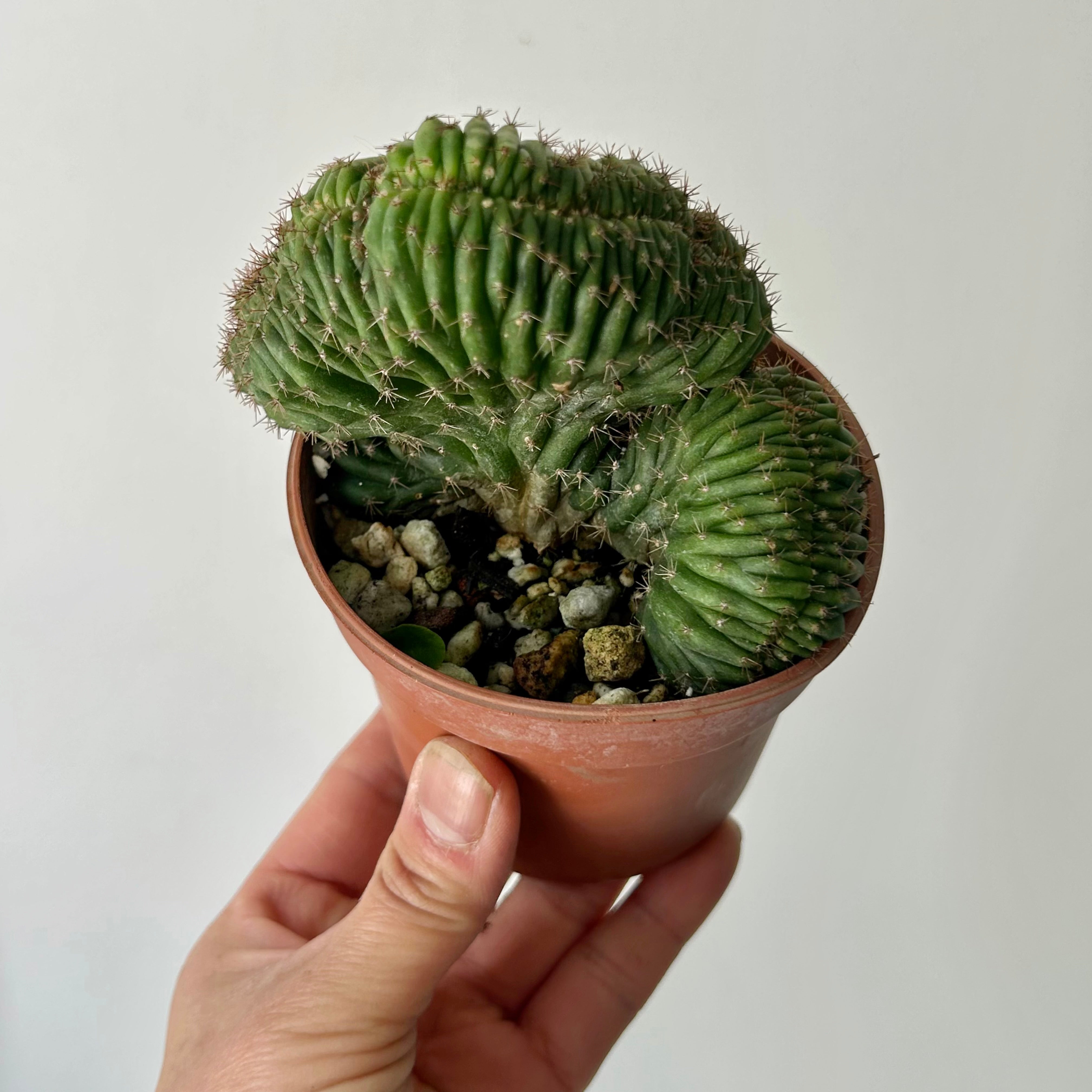 Crested San Pedro Cactus (Echinopsis pachanoi) 3.5”pot