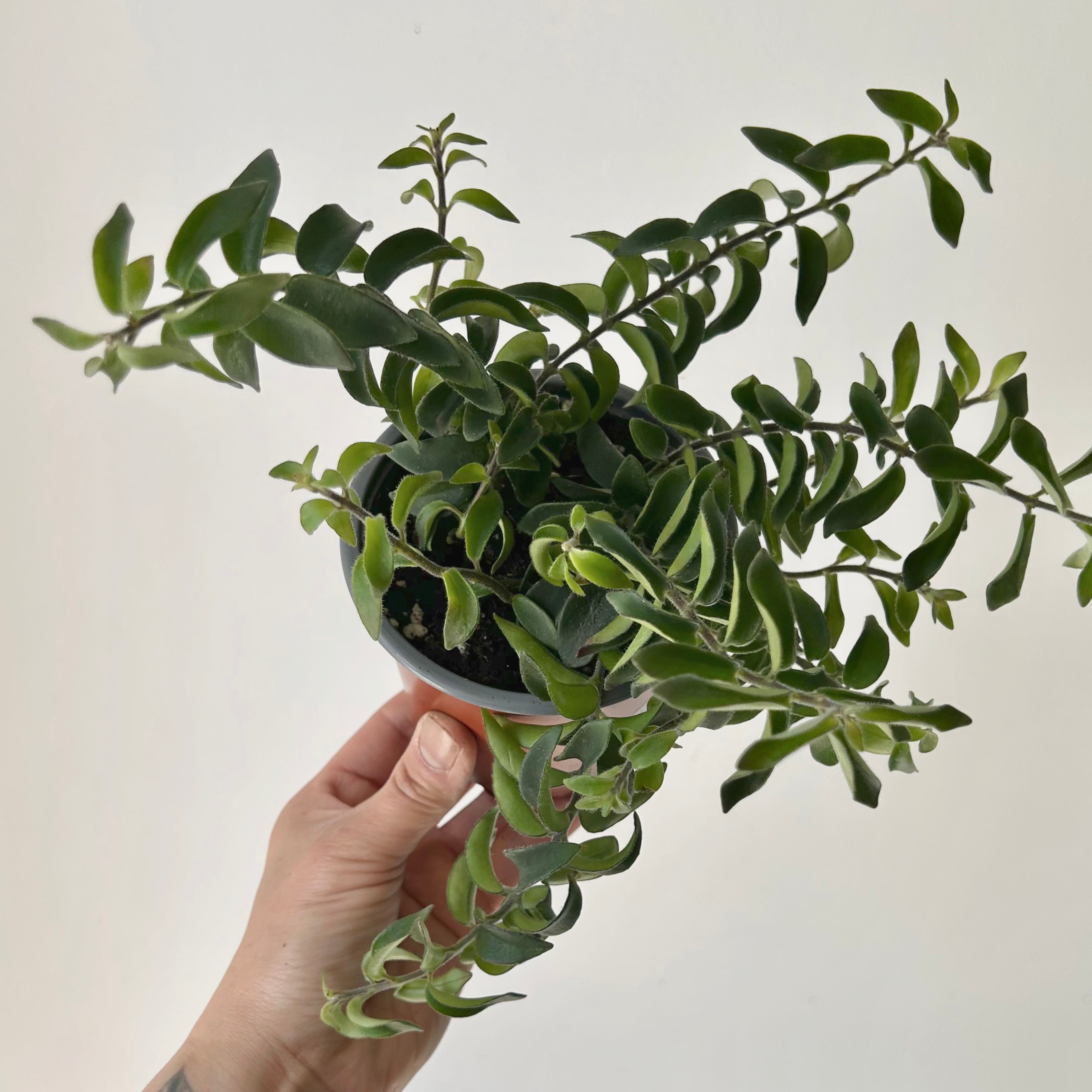 Curly Lipstick Plant “Twister”(Aeschynanthus ) 3.5”pot