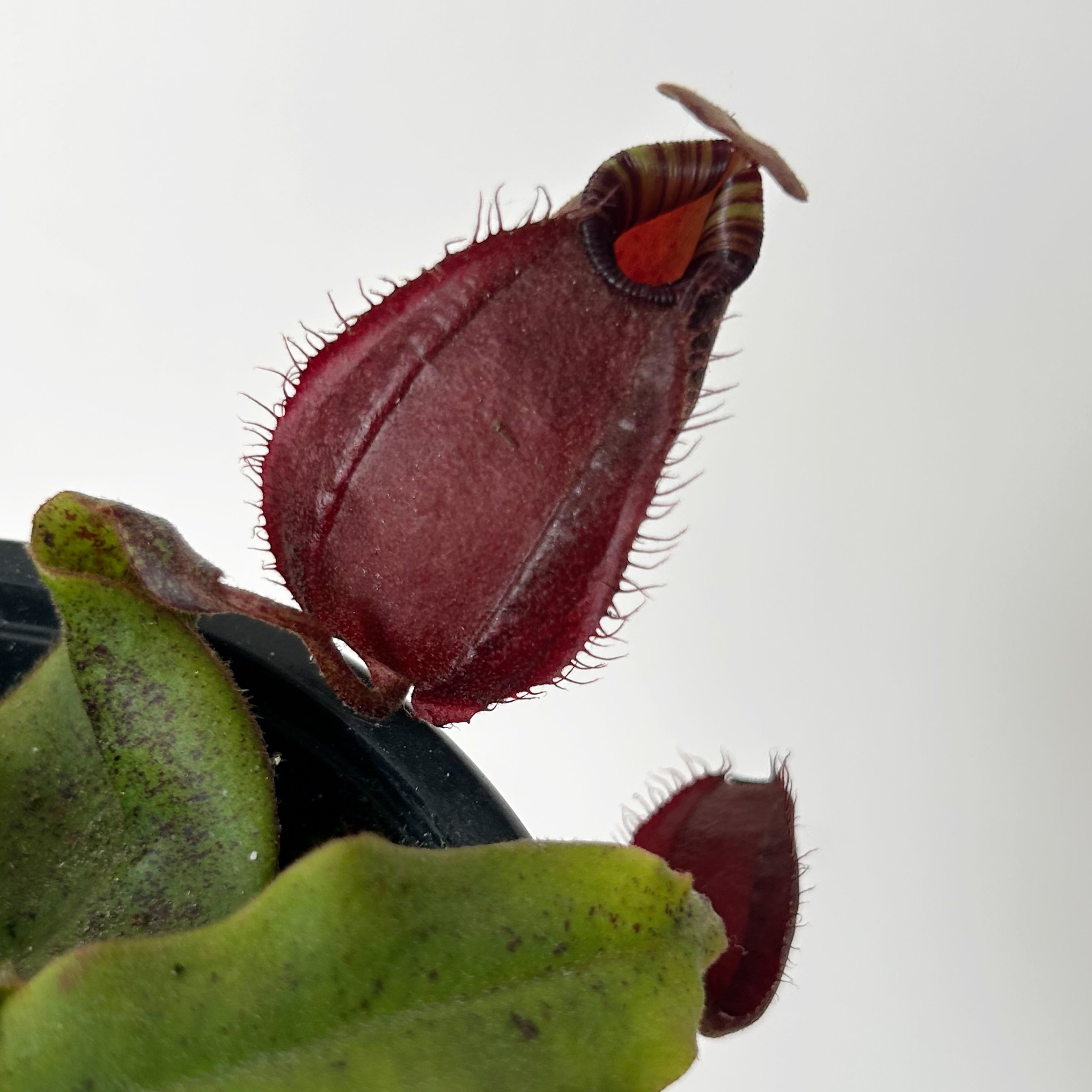 Carnivorous Pitcher Plant (Nepenthes) 3.5” pot