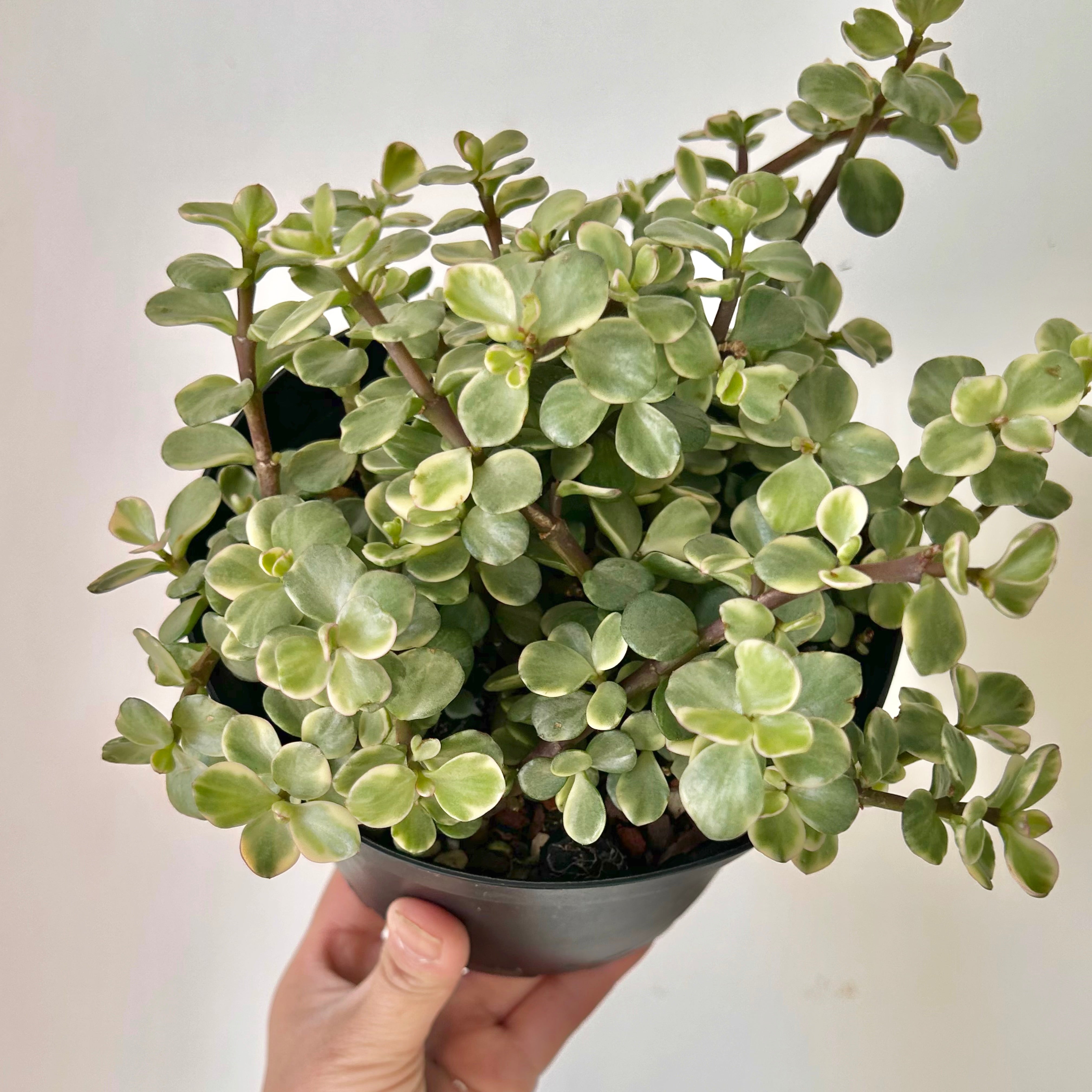 Variegated Elephant Bush Succulent (Portulacaria afra) 6”pot