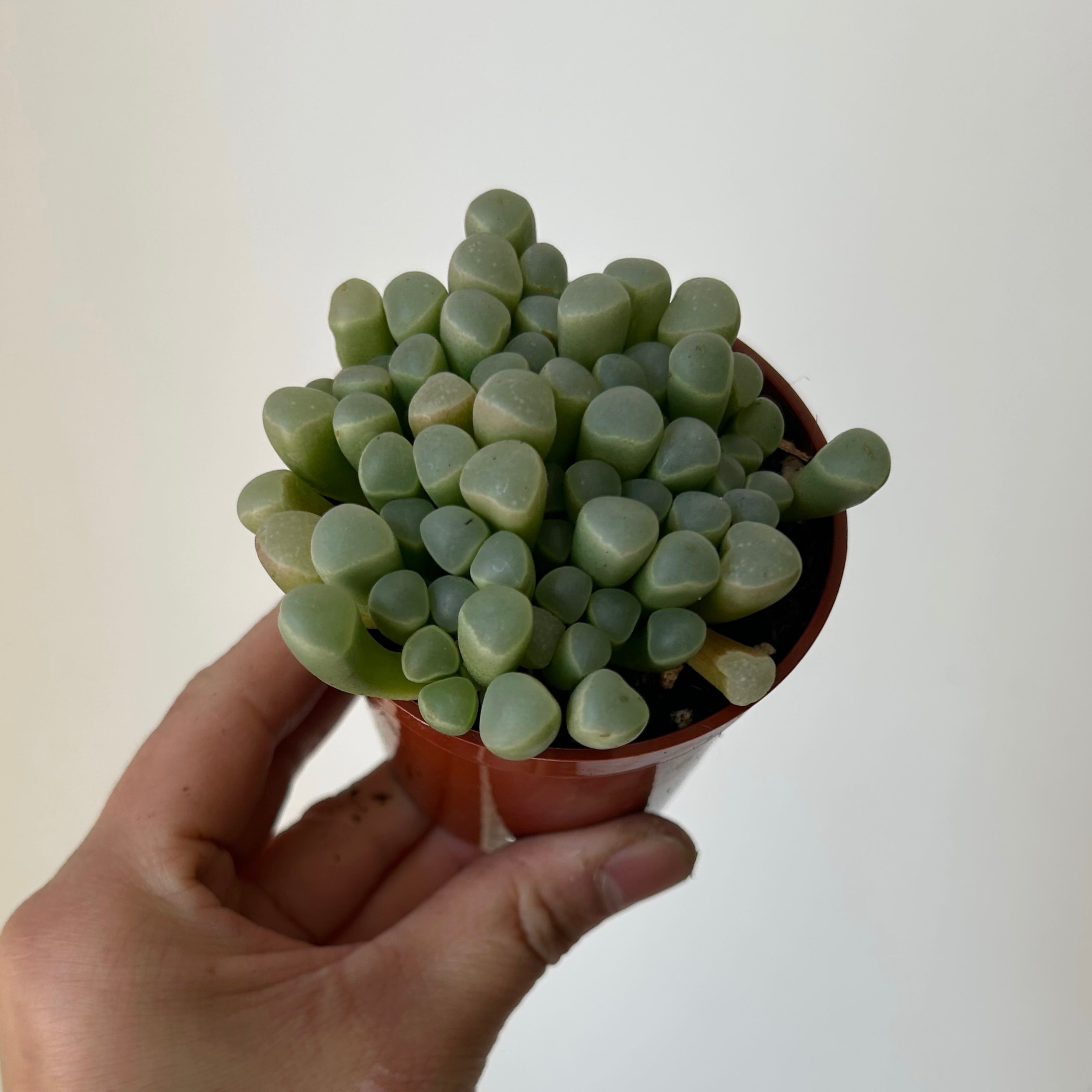Baby Toes Succulent (Fenestraria rhopalophyll) 2.75”pot