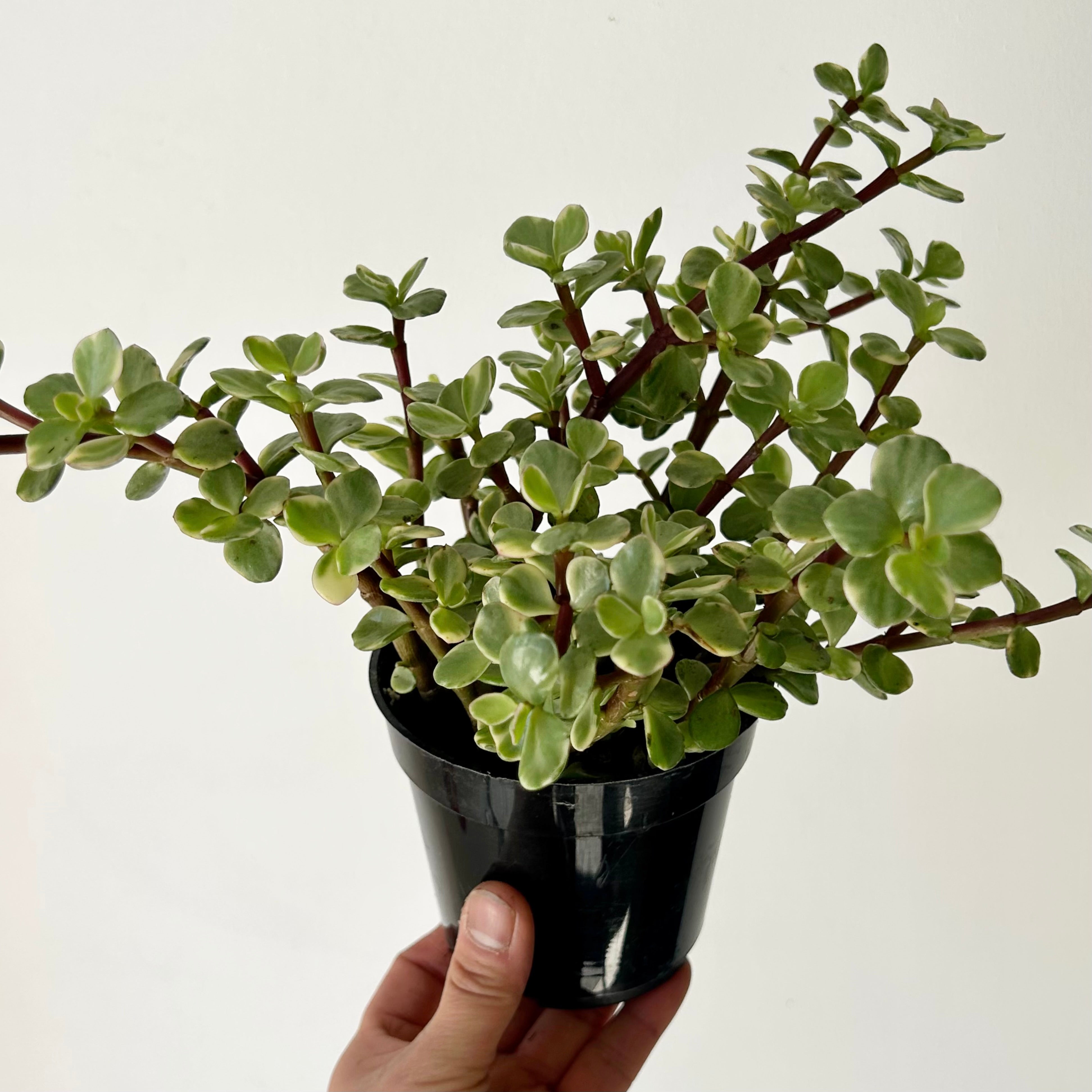 Variegated Elephant Bush Succulent (Portulacaria Afra) 4" pot
