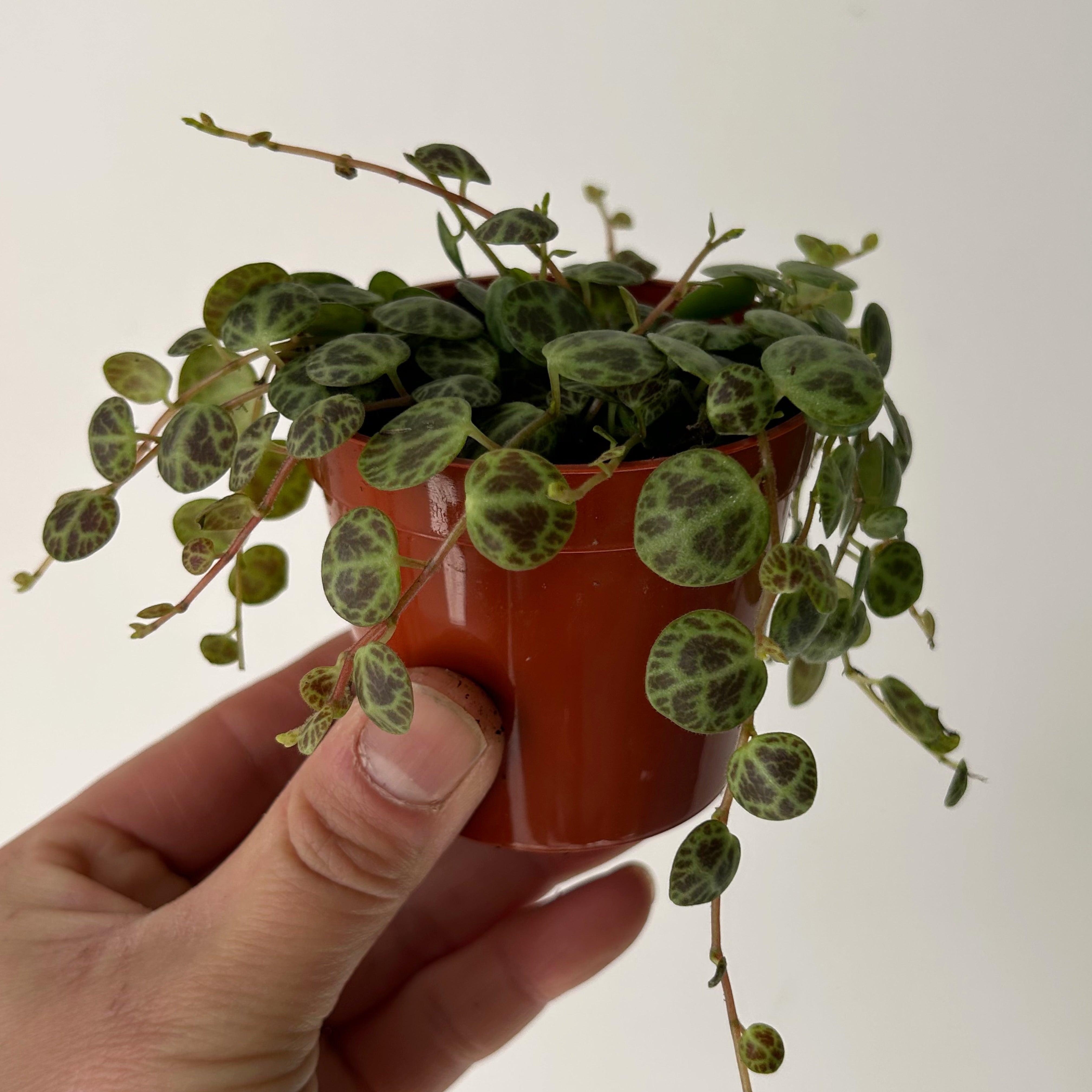 String of Turtles (Peperomia prostrata) 2.5”pot