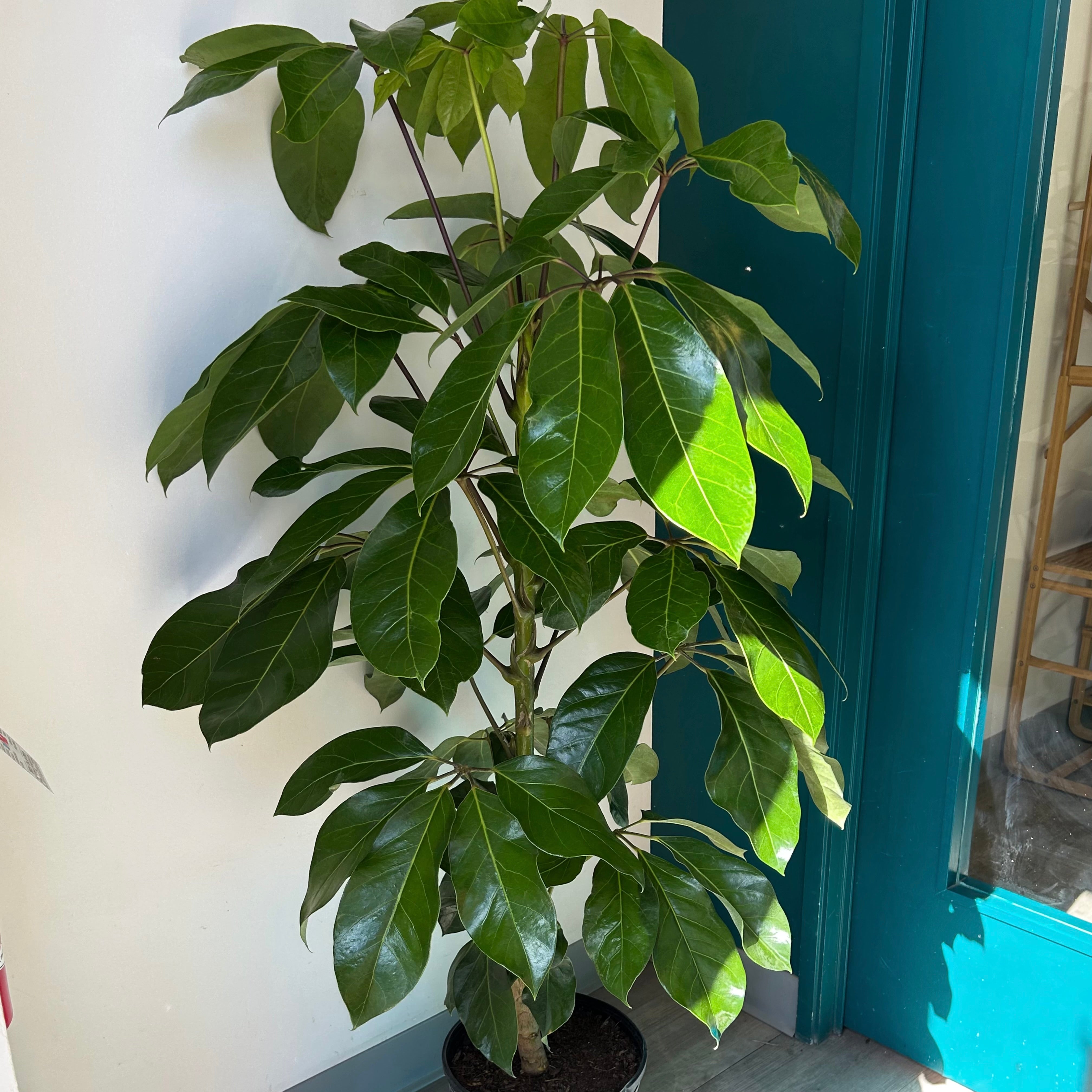 Schefflera Amate Umbrella Tree (approximately 5ft tall) 10”pot