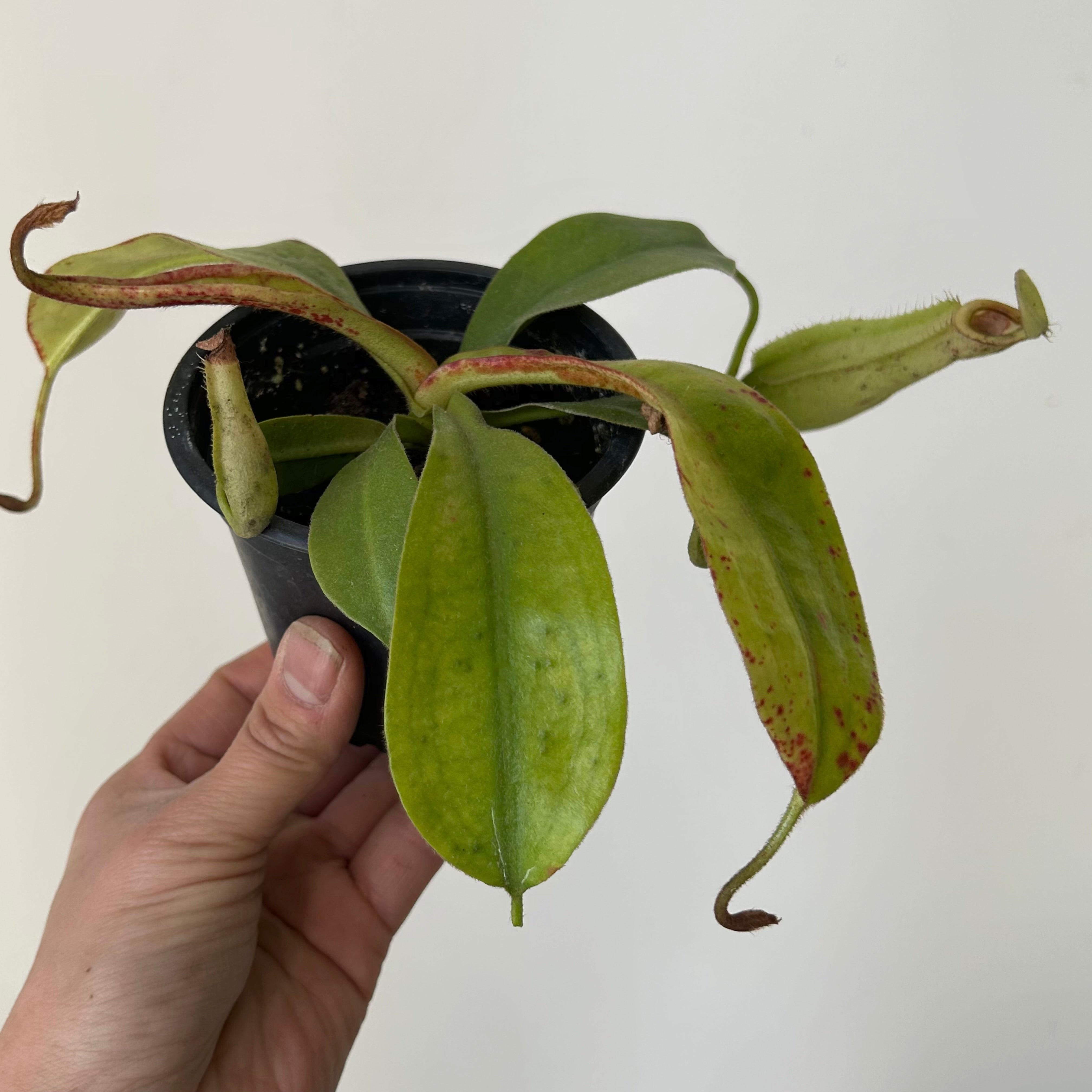 Nepenthes Dyeriana 3.5” pot