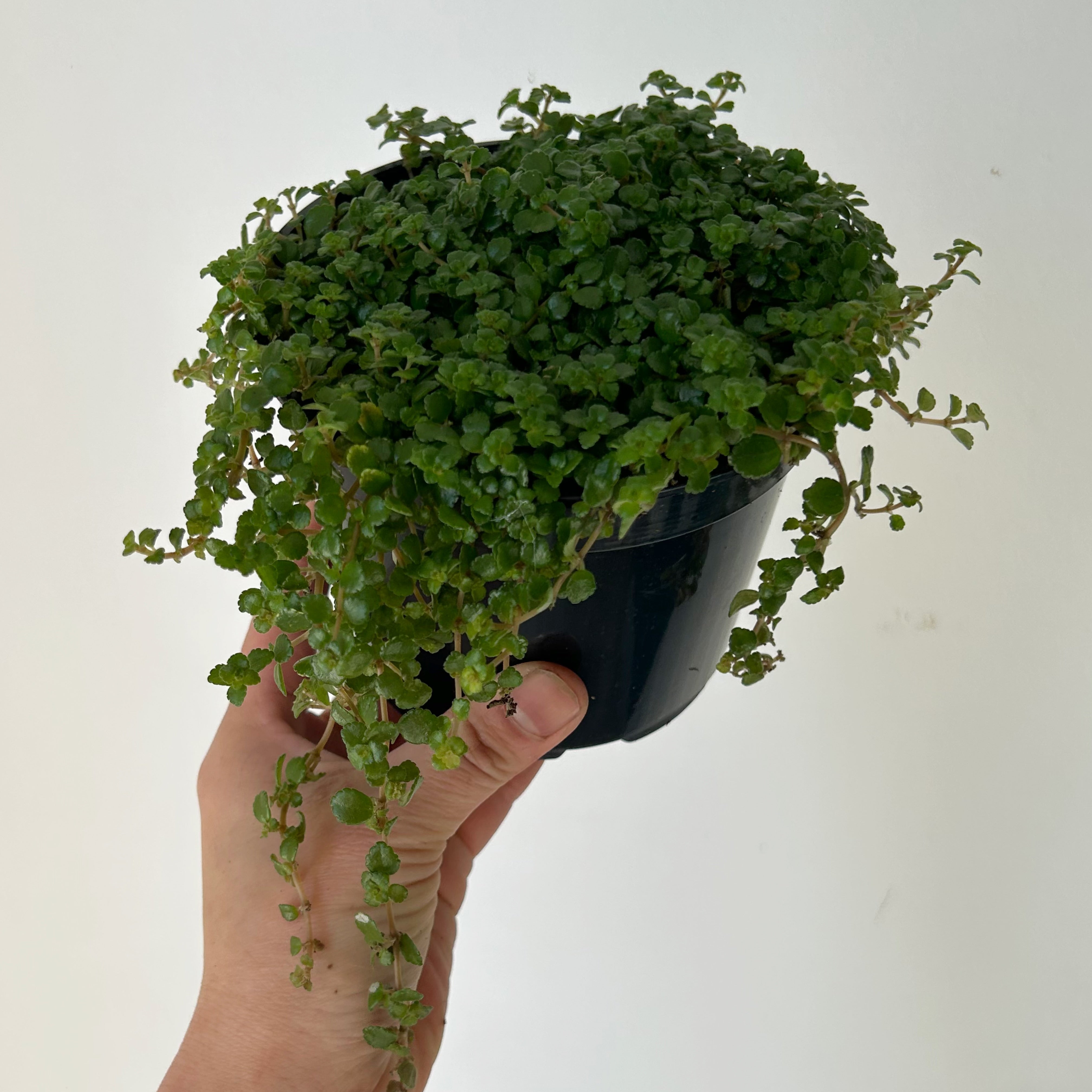 Pilea depressa 5”pot