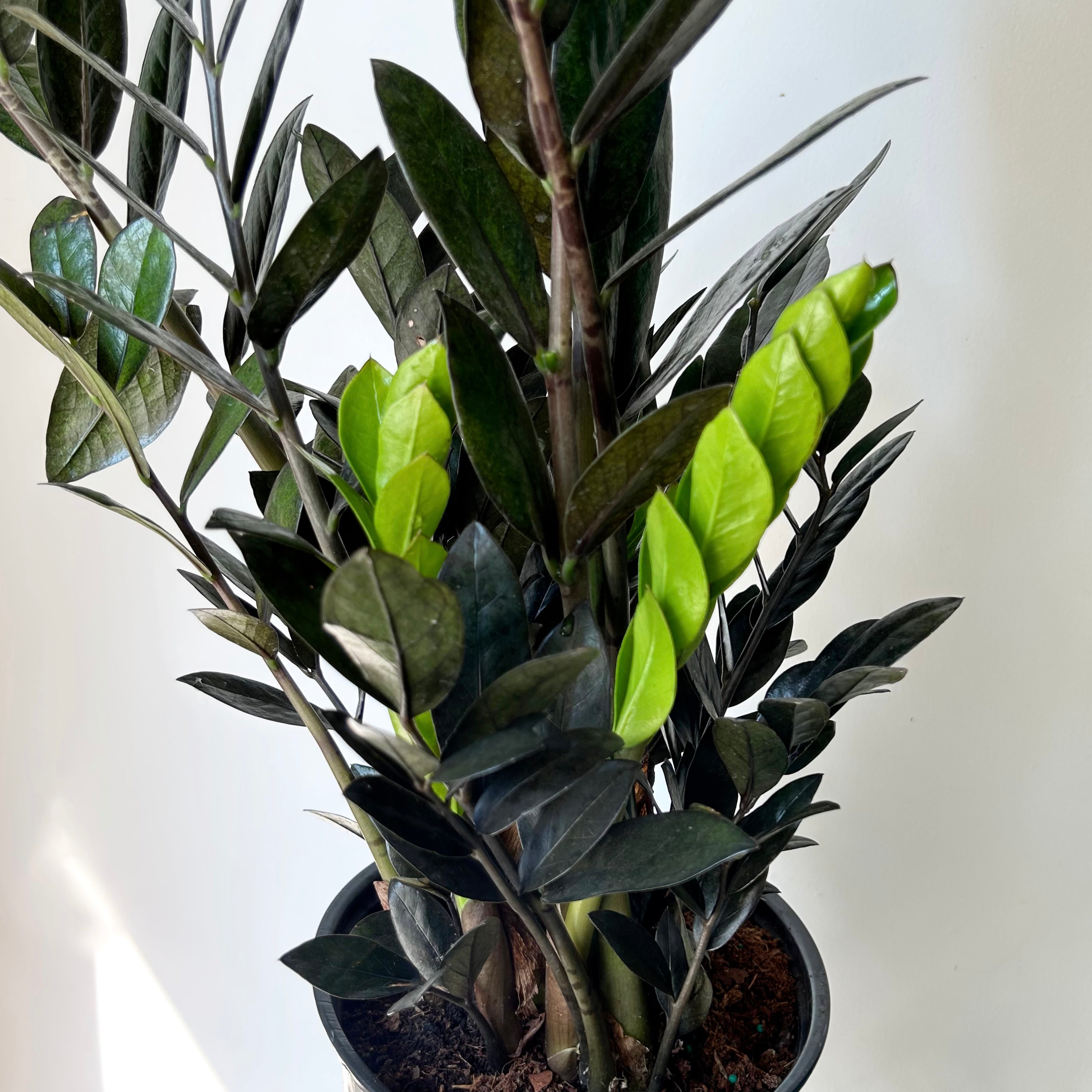 Supernova Black ZZ approximately 2 ft tall in 8” pot