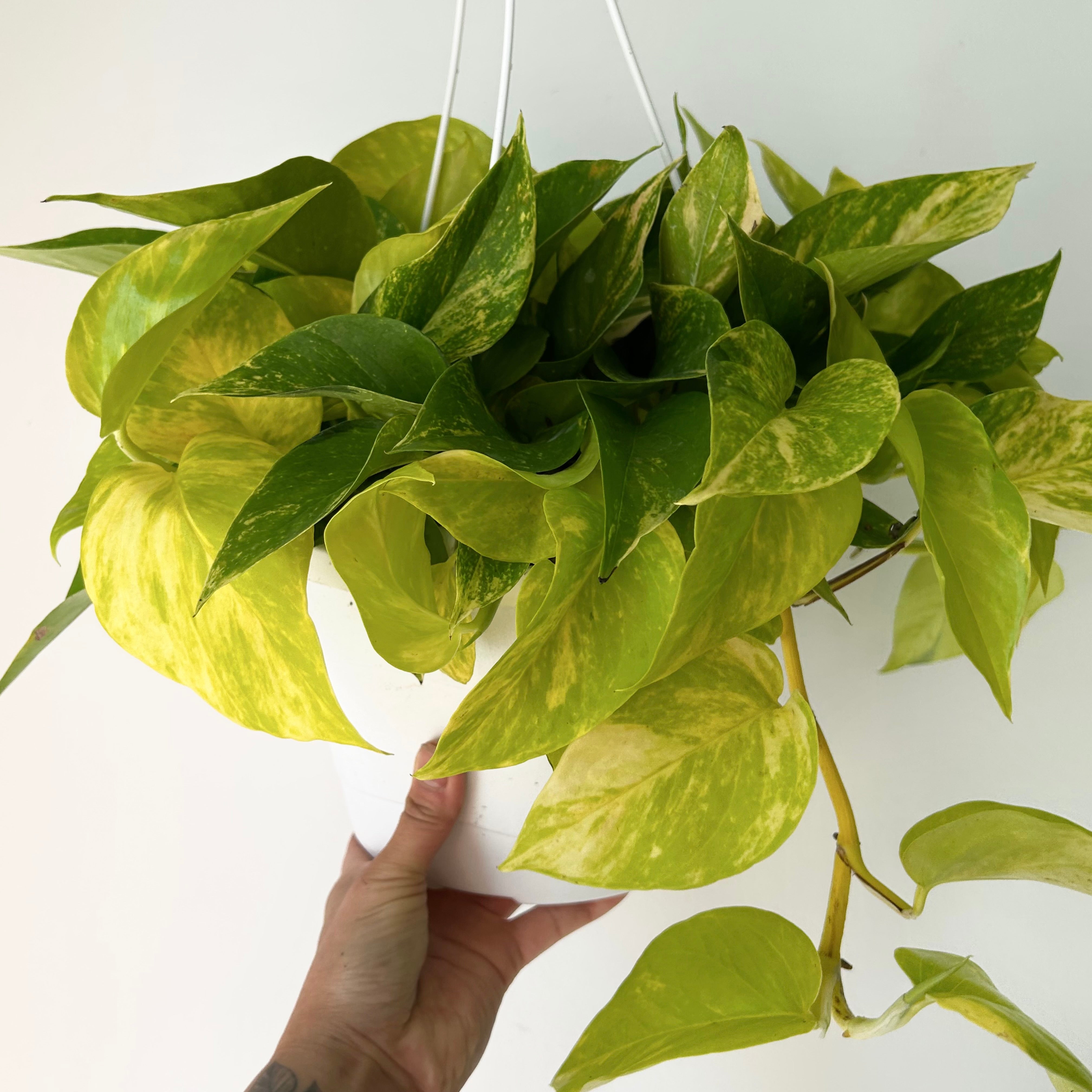 Variegated Neon Pothos (Teruno kaguya) 8” hanging basket