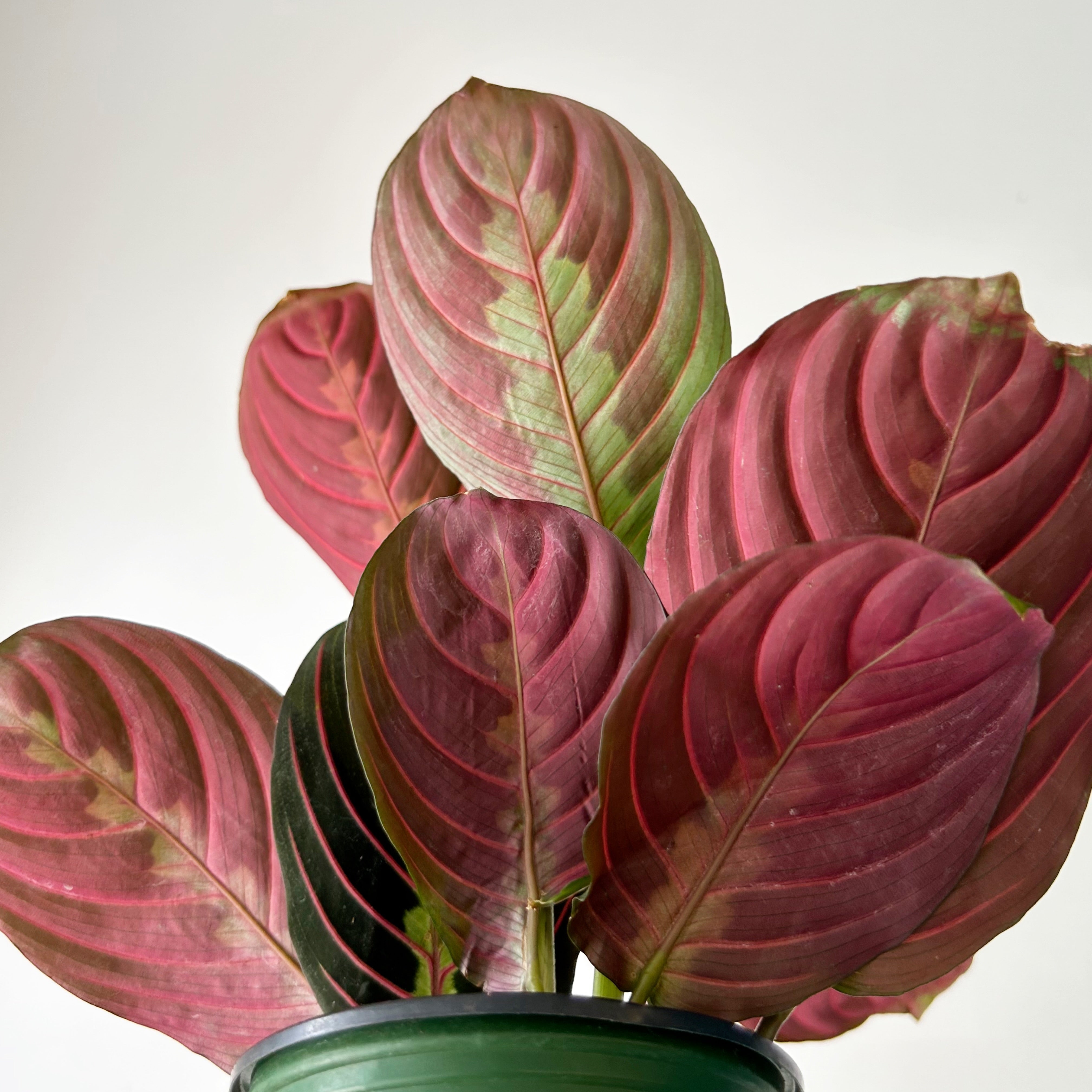 Red Prayer Plant (Maranta) 3.5”pot