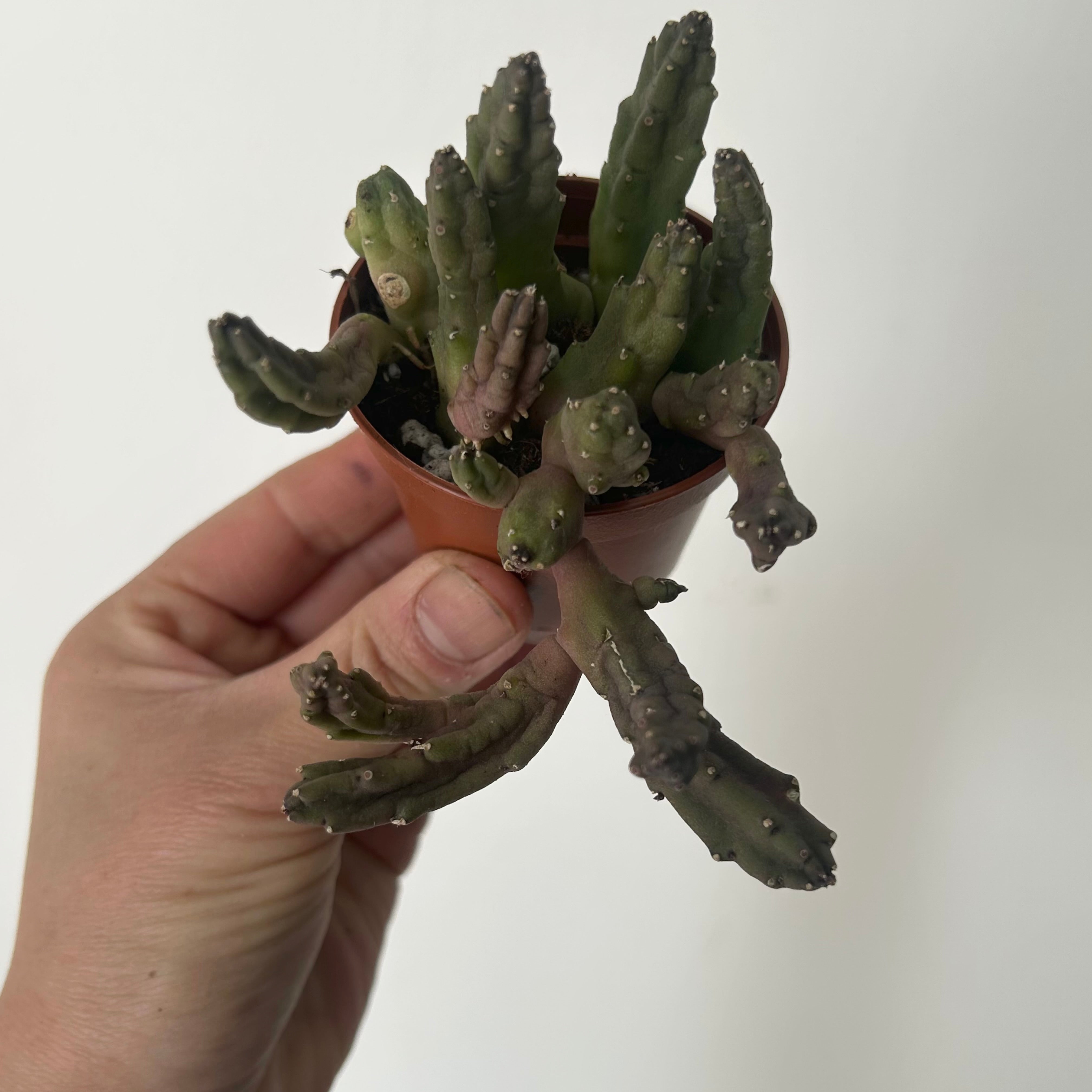 Stapelia schinzii 2.5” pot