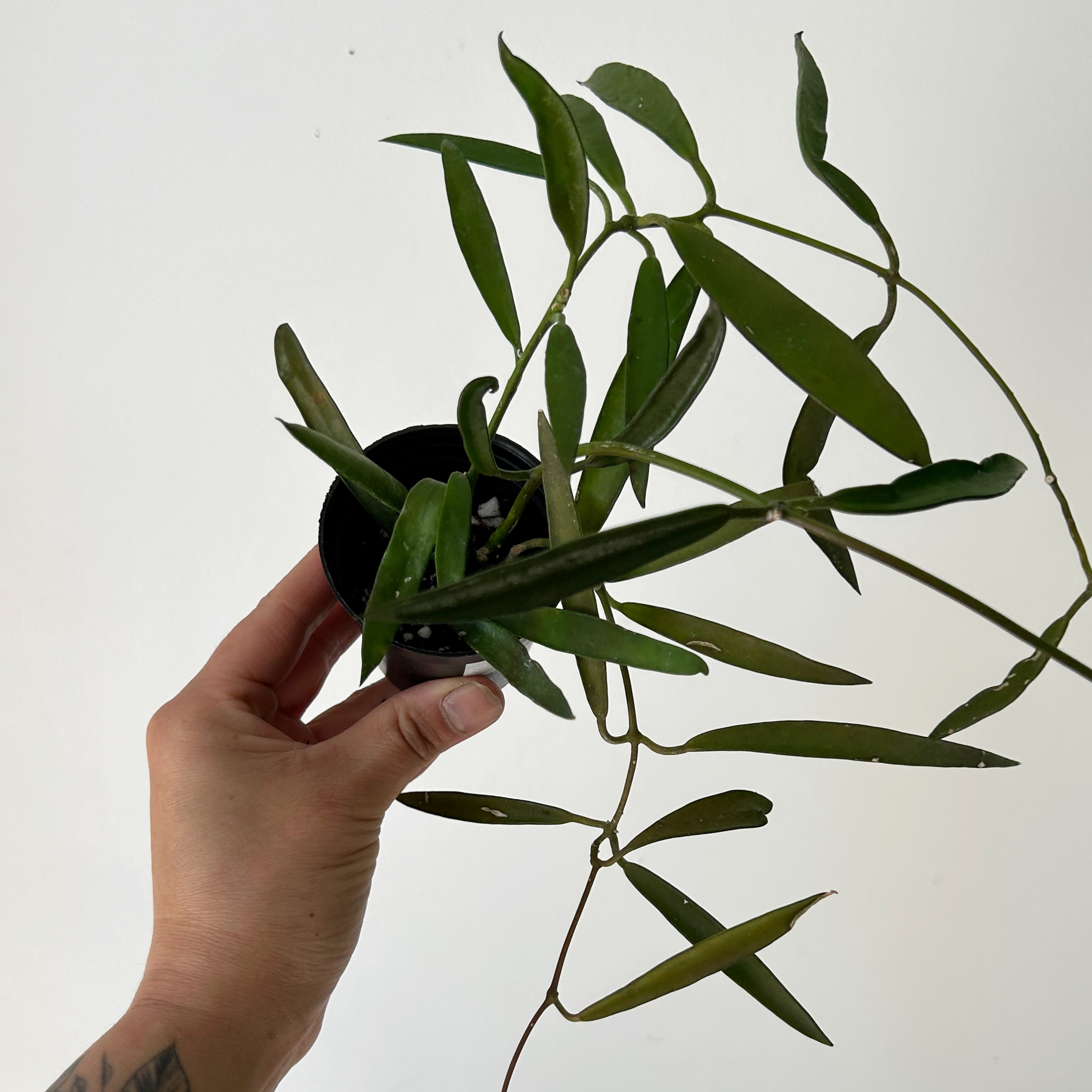 Dischidia parasitica “Philippines”
2.5” pot