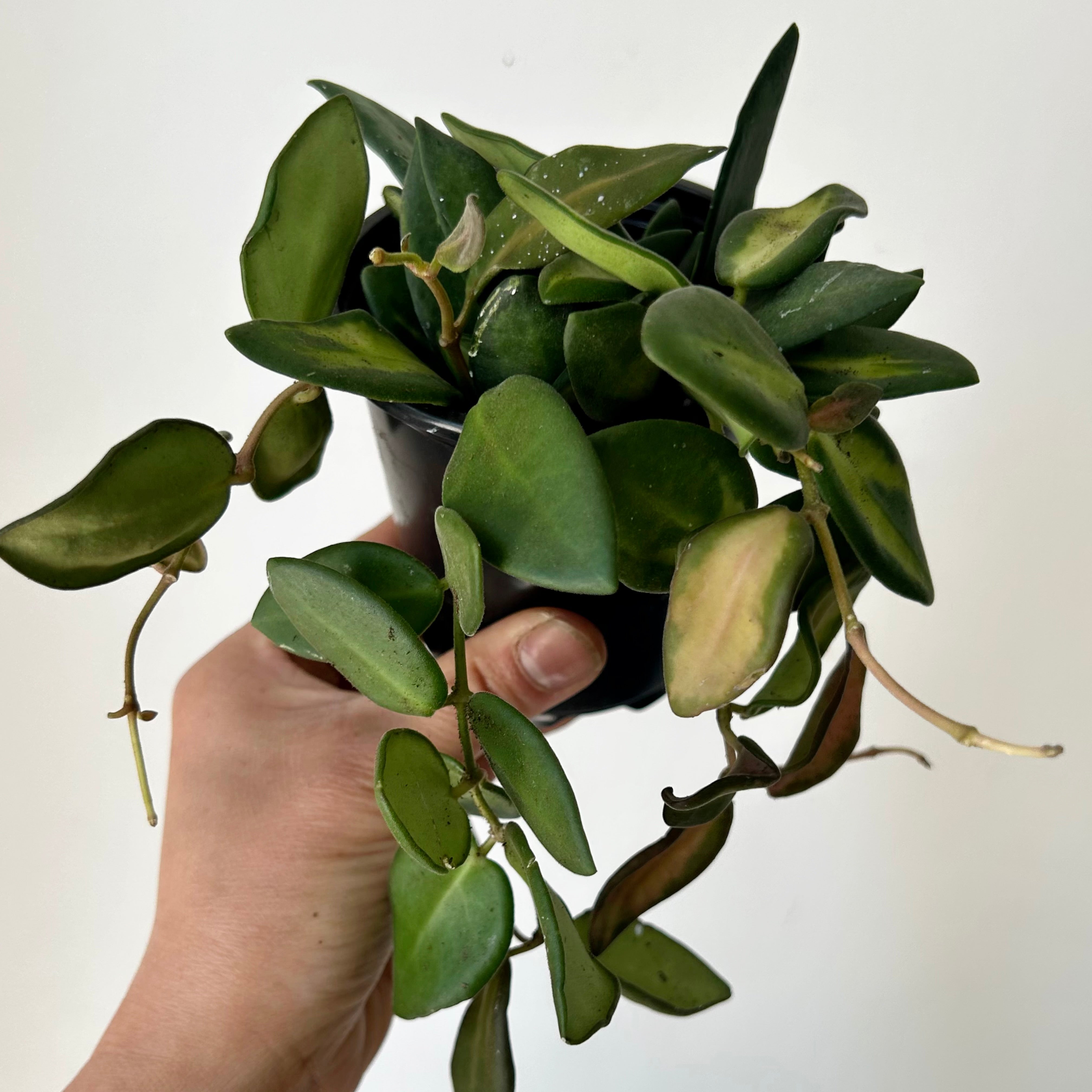 Hoya sp. aff. burtoniae variegated 3.5”pot