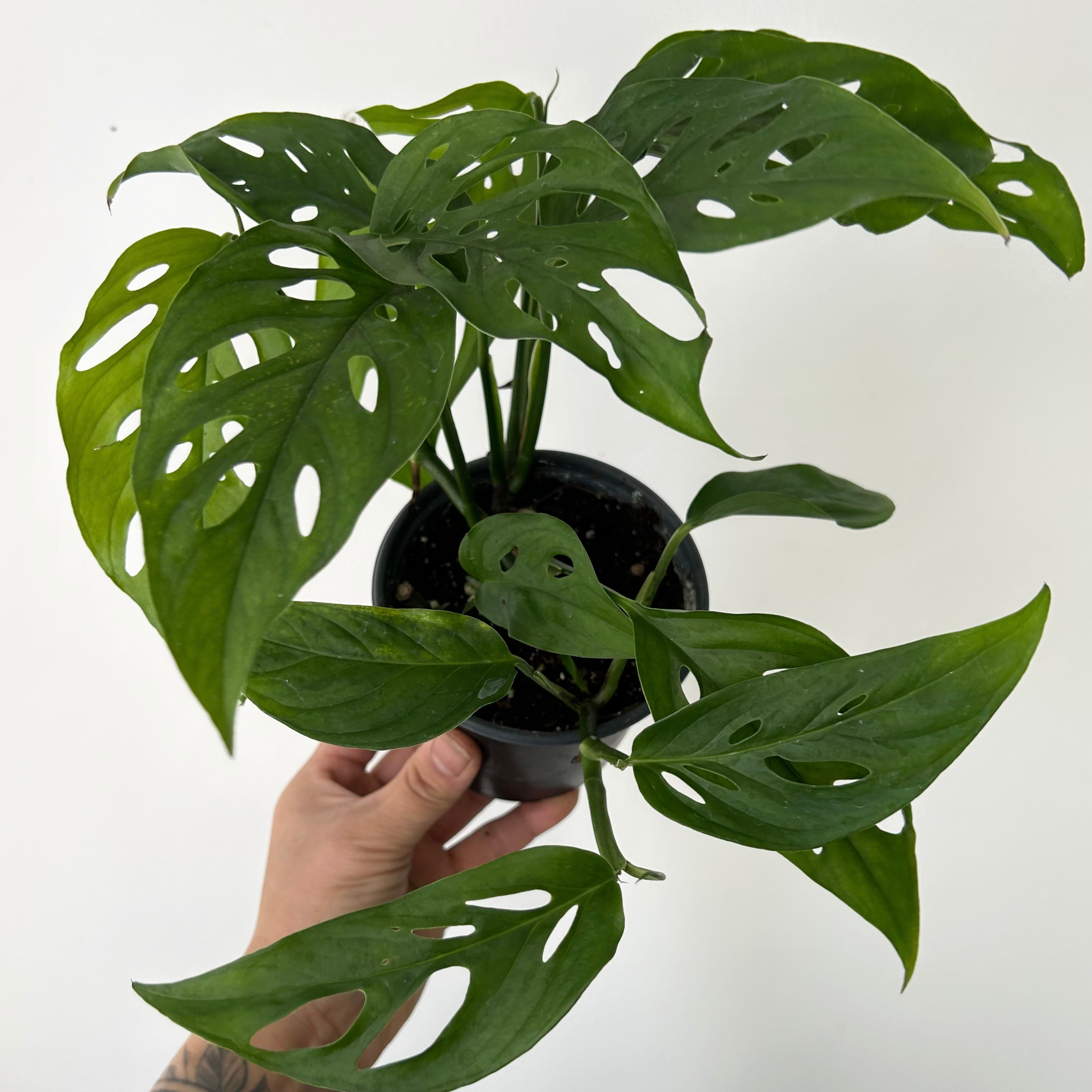 Monstera adansonii 4”pot