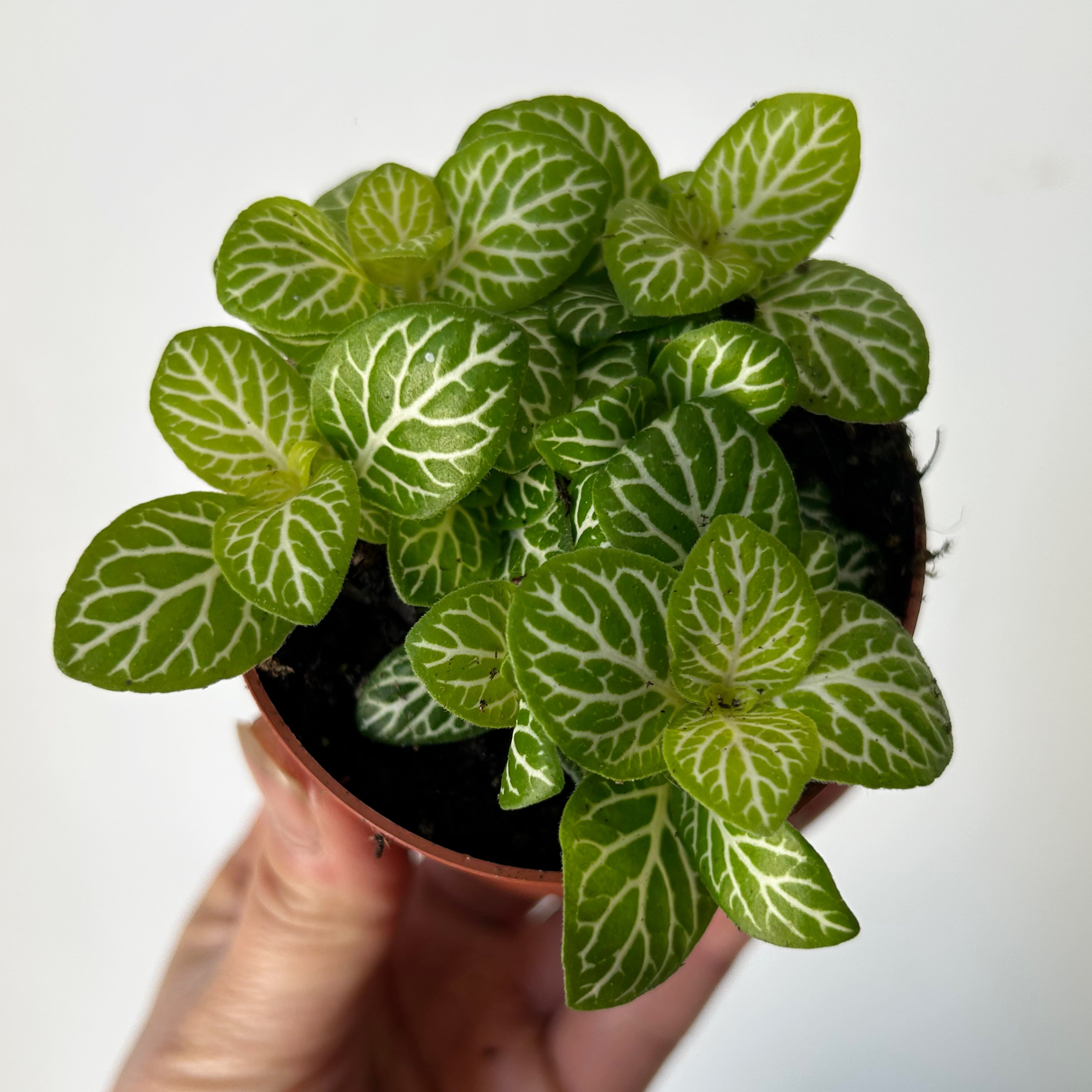 Nerve Plant (Fittonia) 2.75”pot