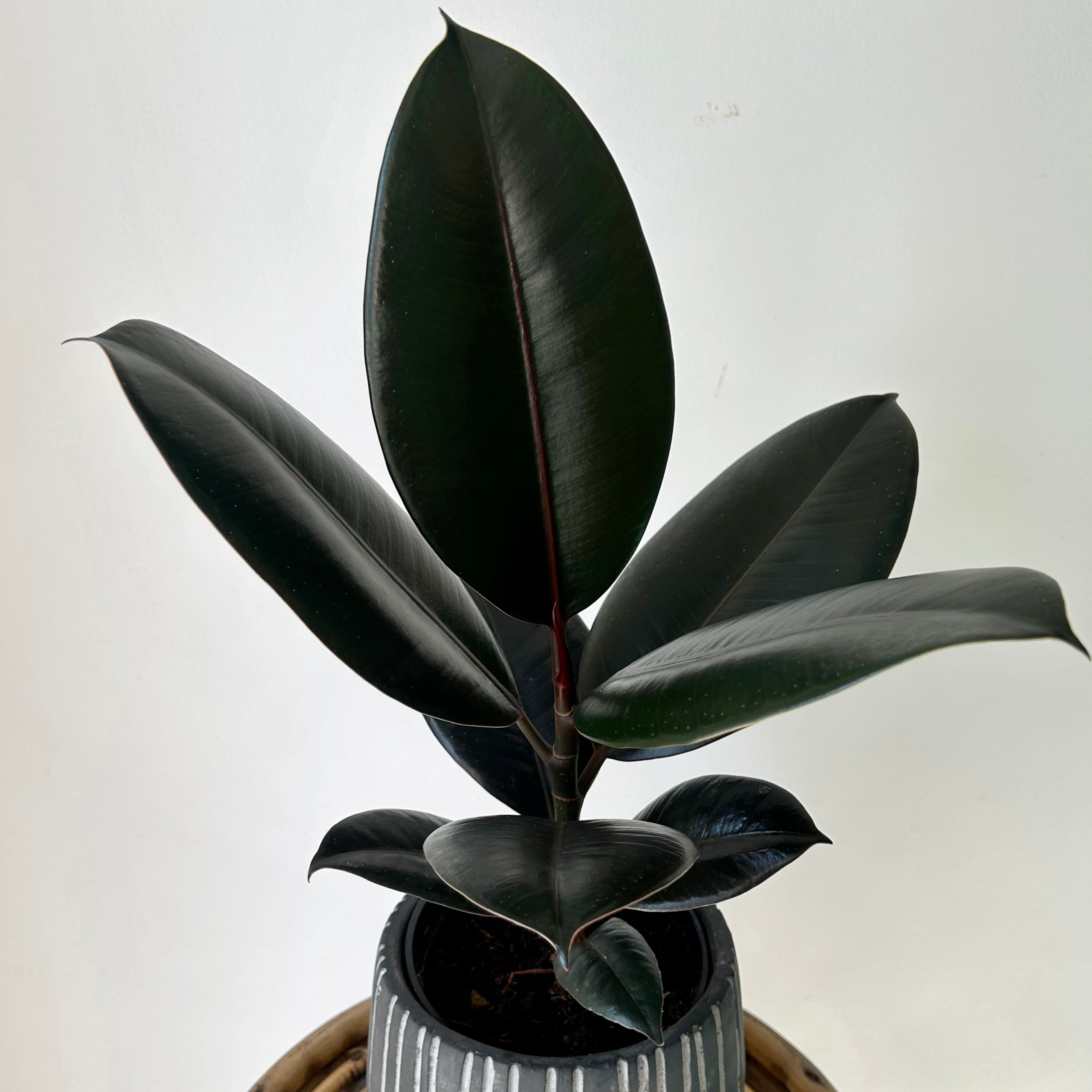 Burgundy Rubber Fig (Ficus Elastica), 5" Pot