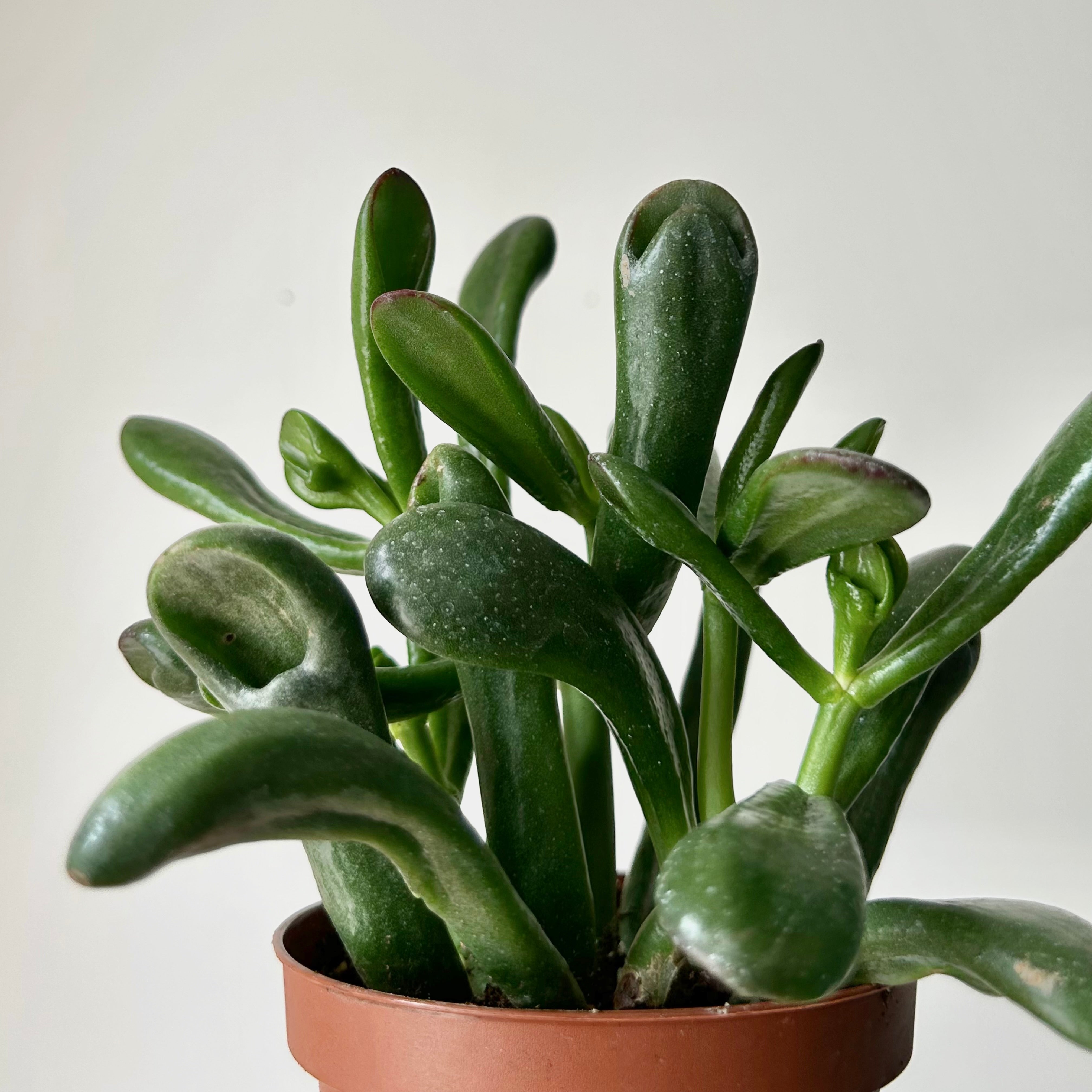 Hobbit Jade (Crassula) 3.5”pot