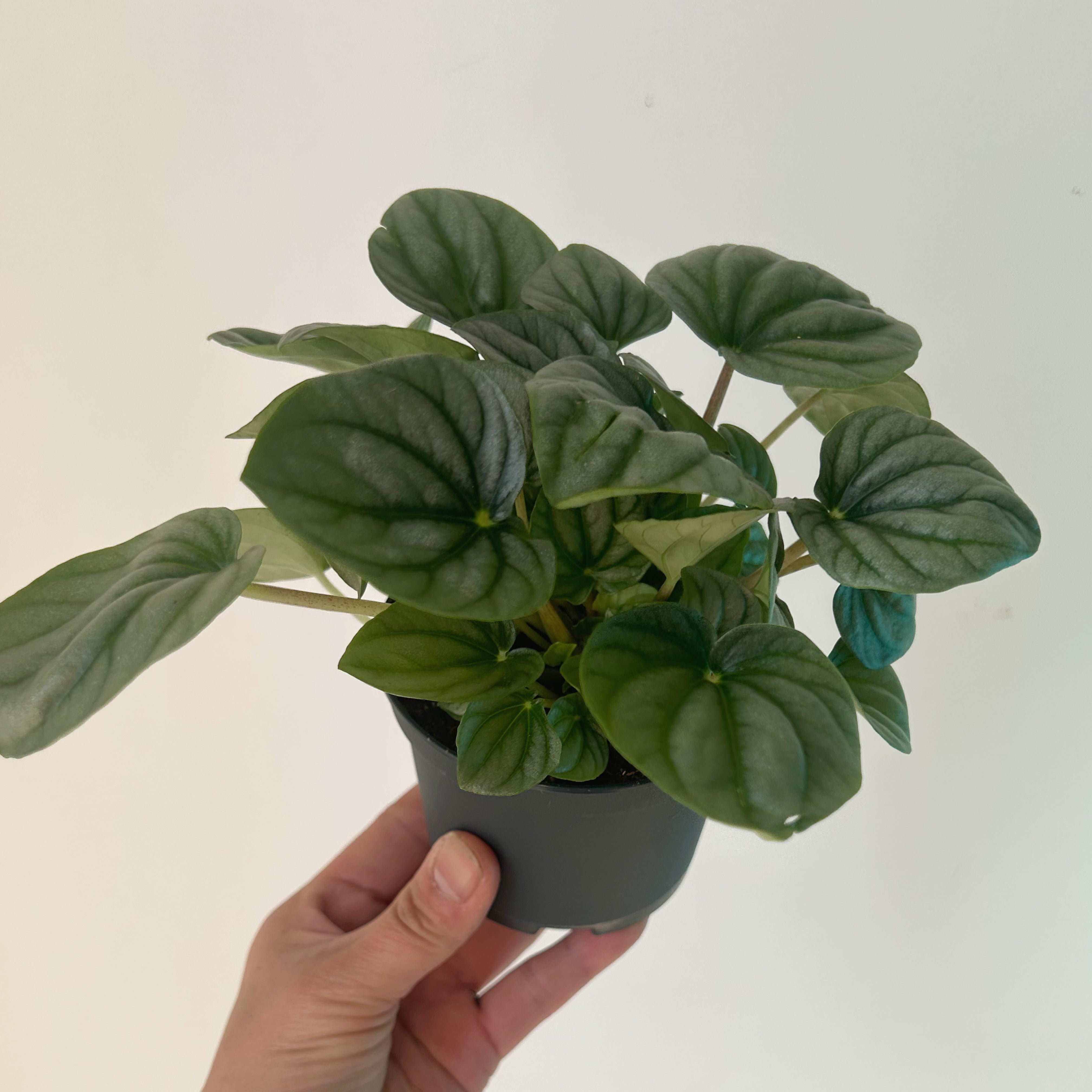 Peperomia "Frost” 3.5” pot