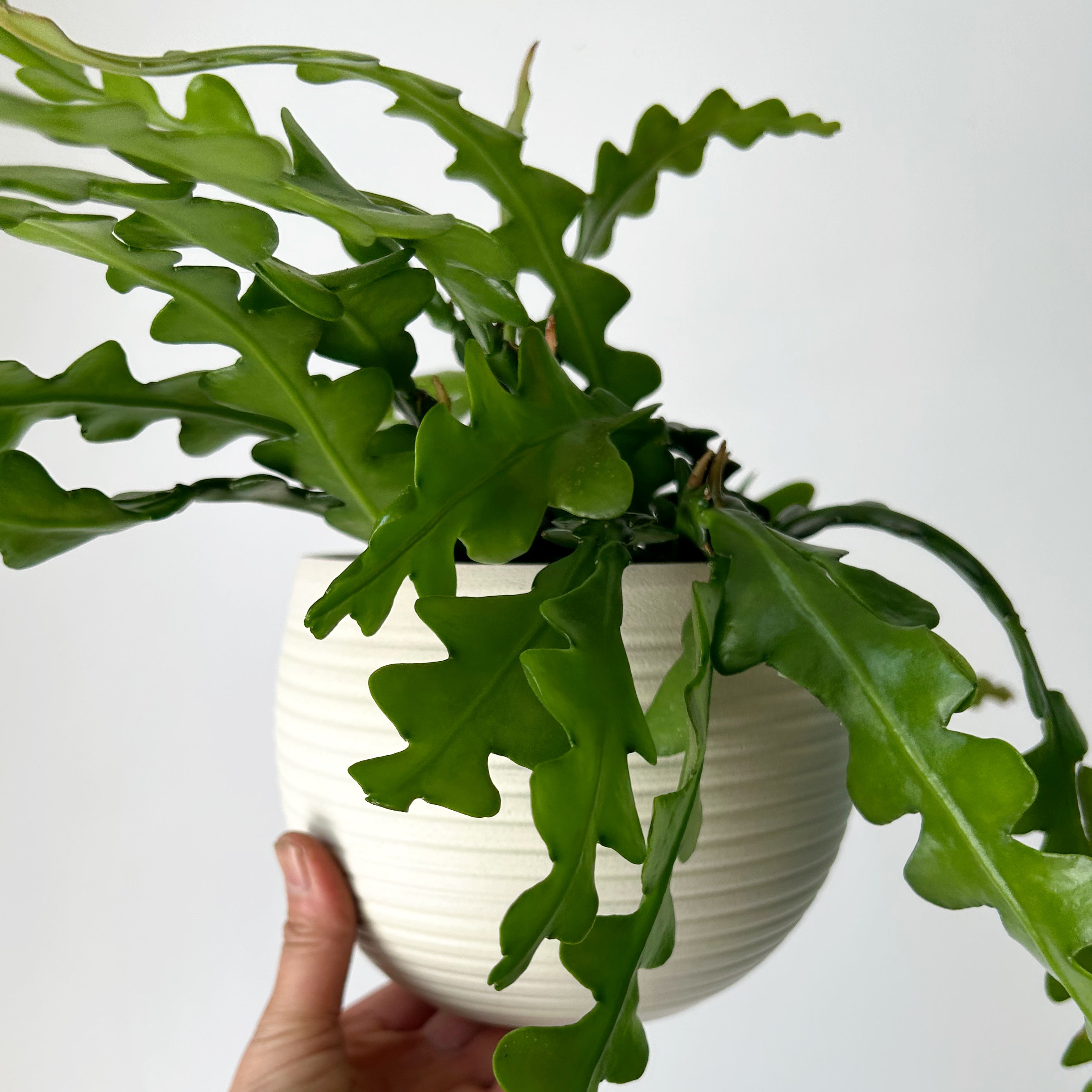 Fishbone Cactus (Epiphyllum anguliger) 5” pot