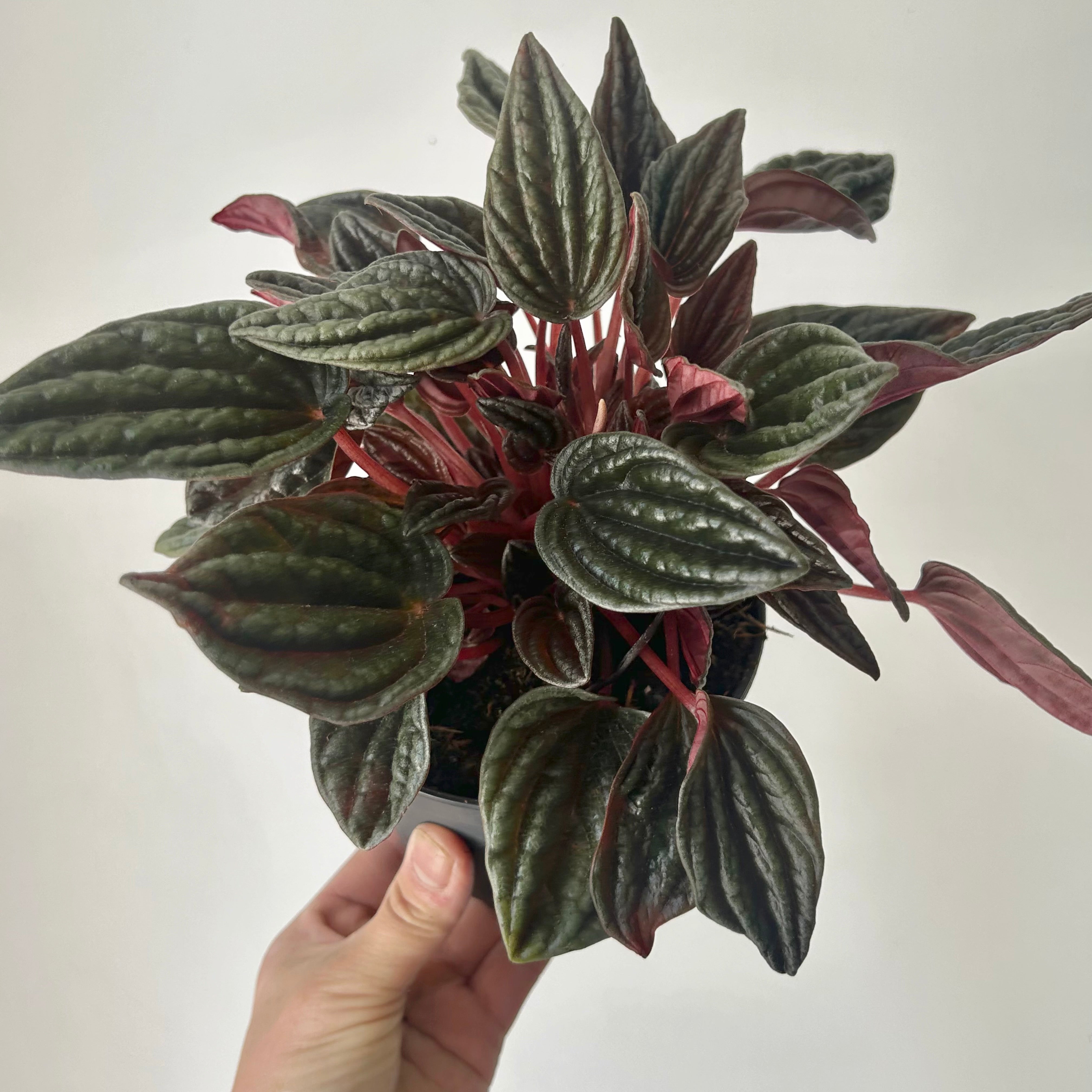 Peperomia caperata “Amazonas” 4”pot
