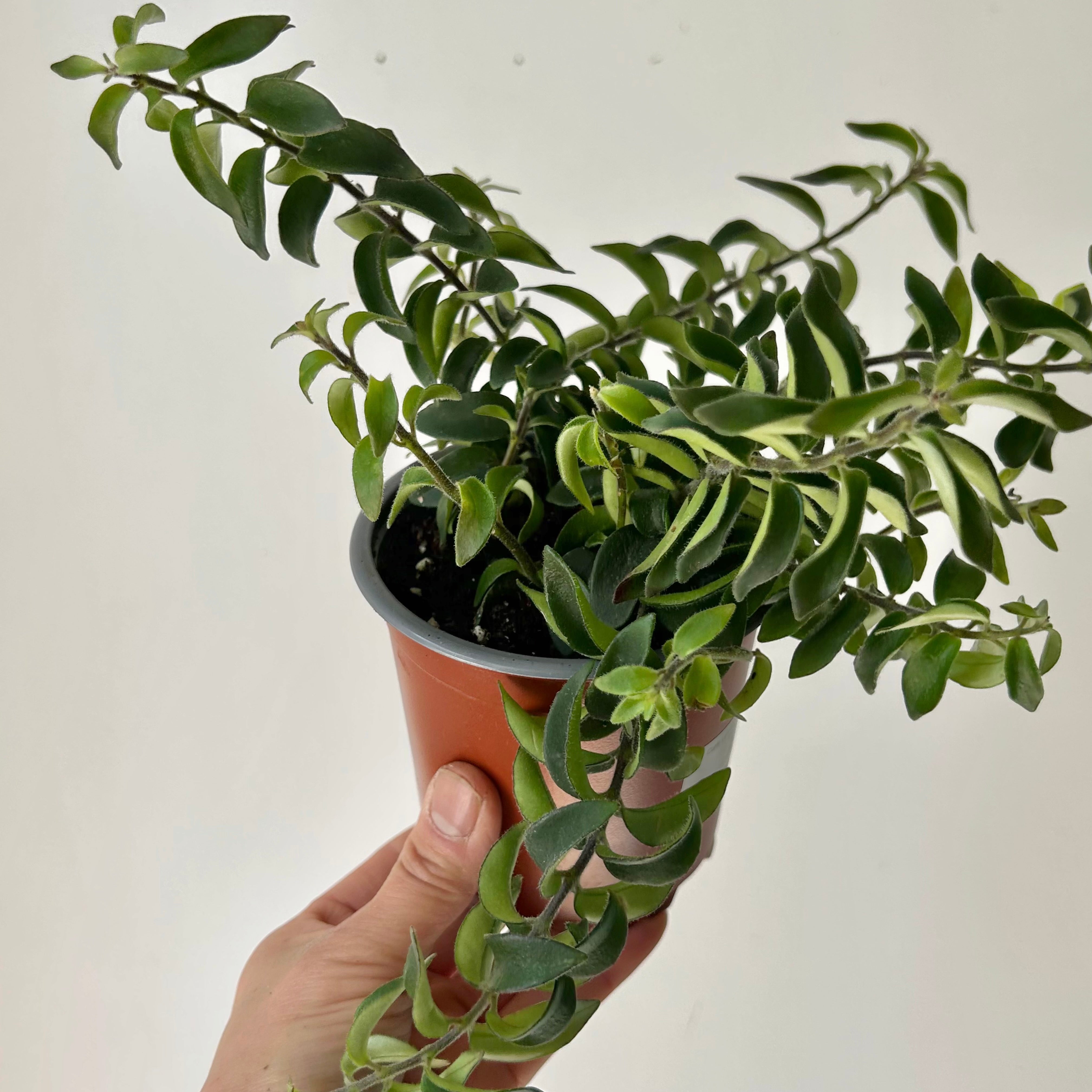 Curly Lipstick Plant “Twister”(Aeschynanthus ) 3.5”pot