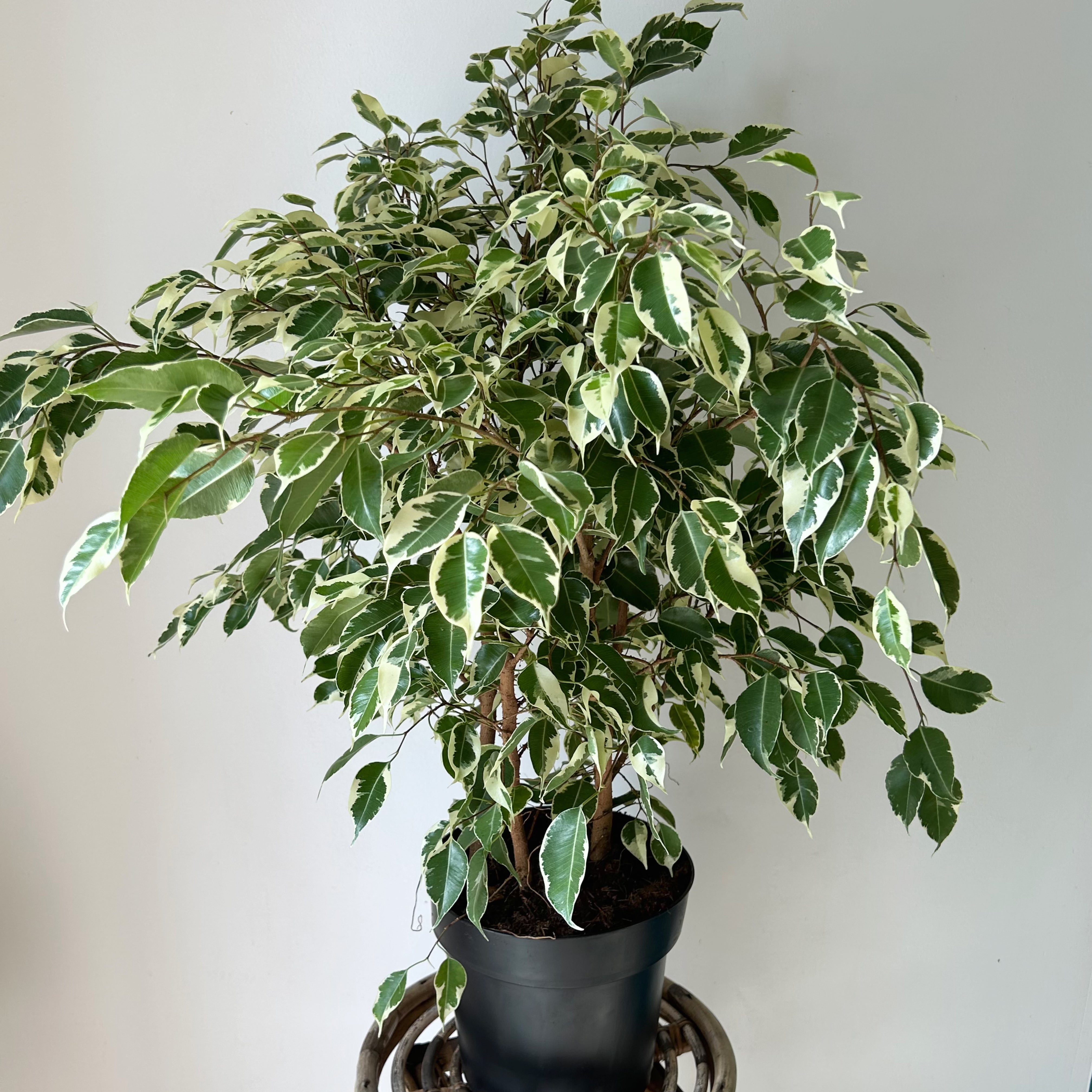 Variegated Ficus Benjamina 8” pot