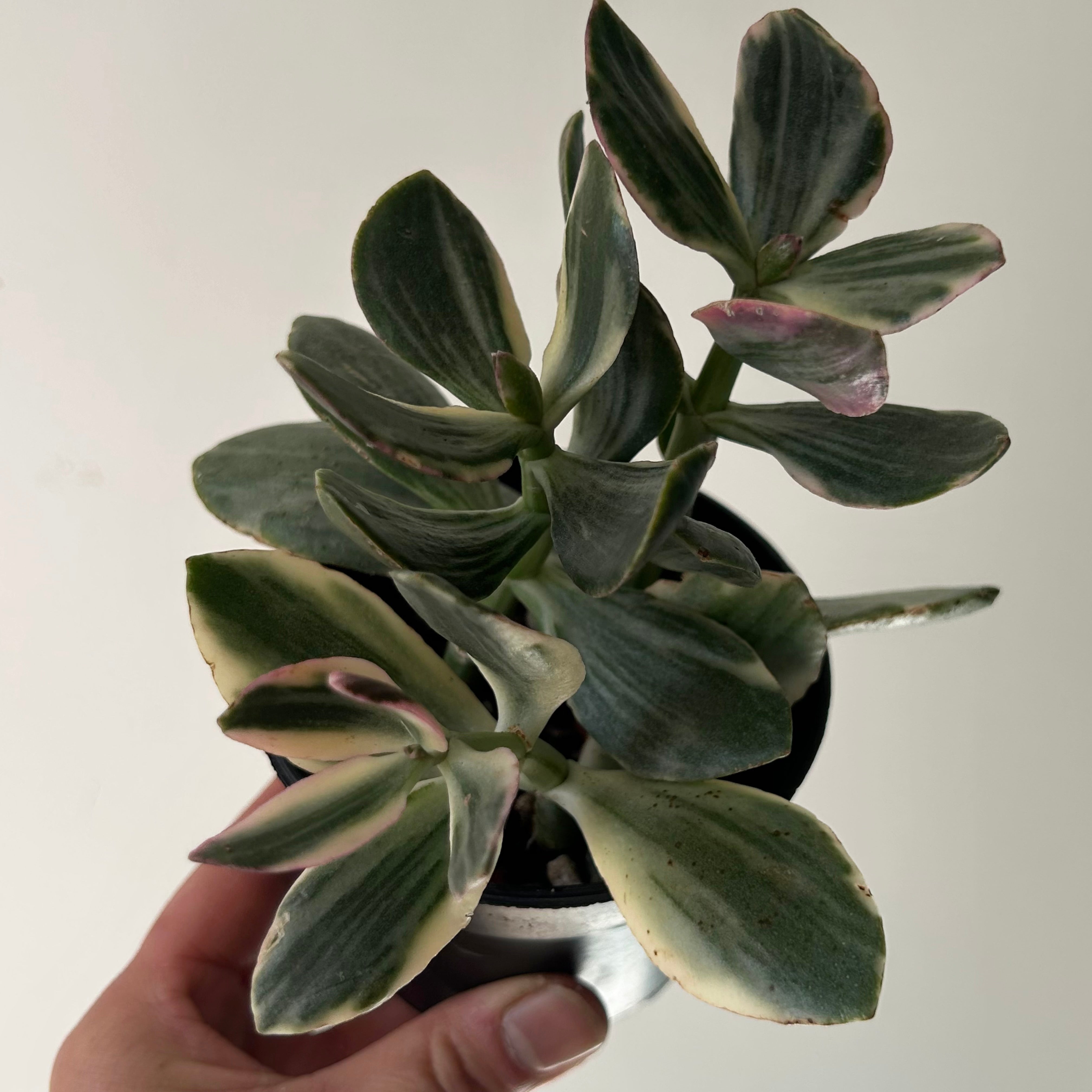 Variegated Jade Succulent (Crassula Ovata Tricolour) 3.5”pot