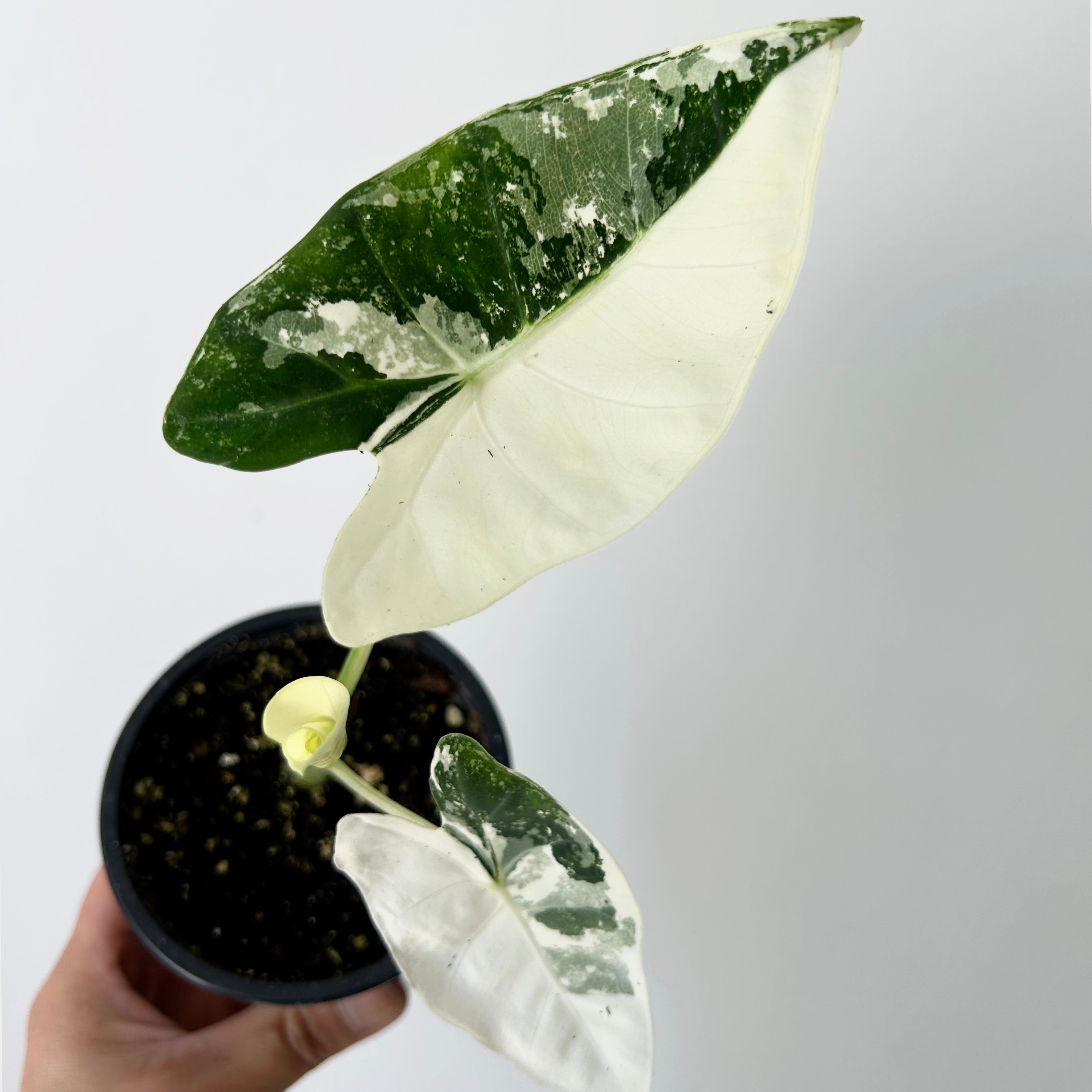 Variegated Alocasia frydek 3.5”pot