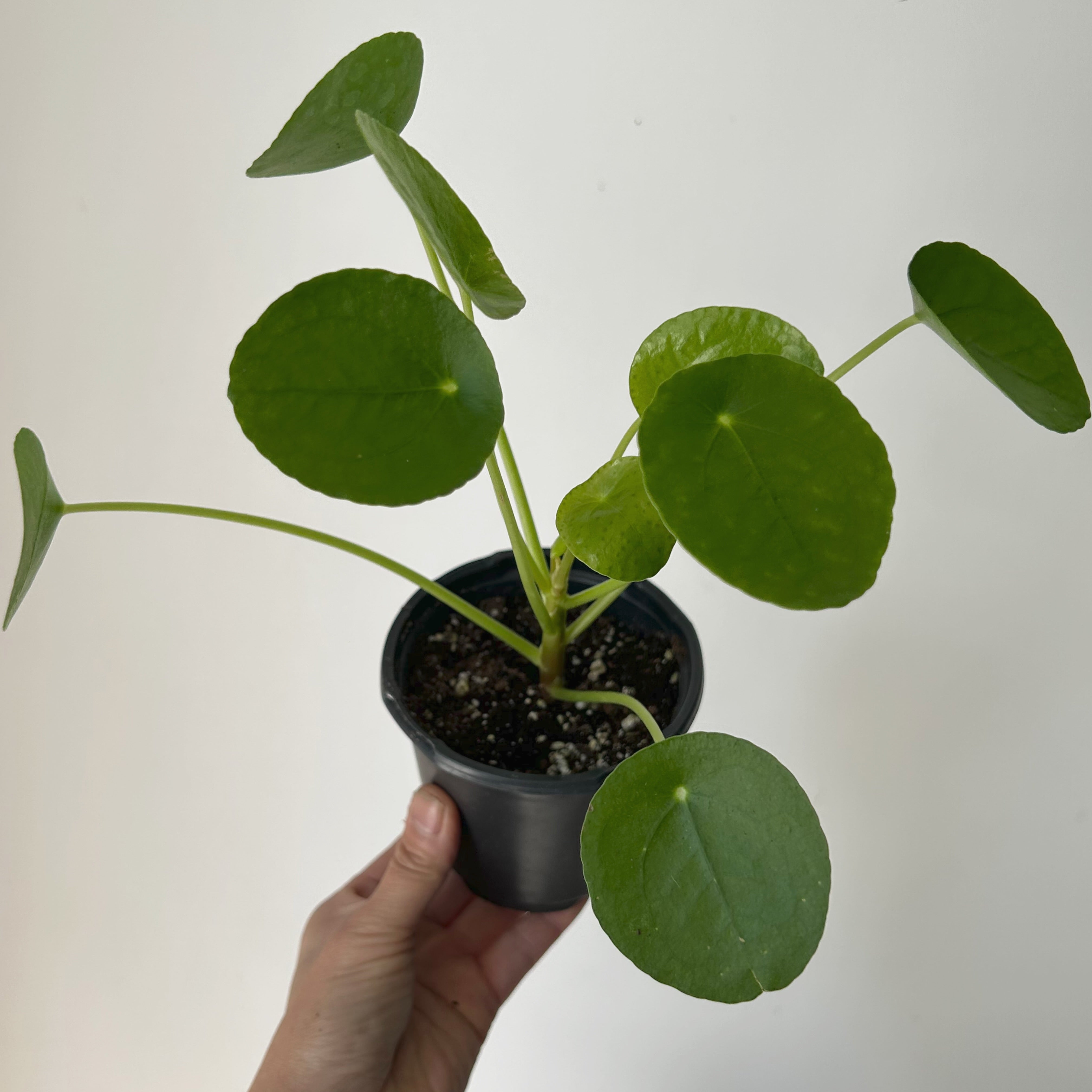 Chinese Money Plant (Pilea Peperomioides) 4”pot