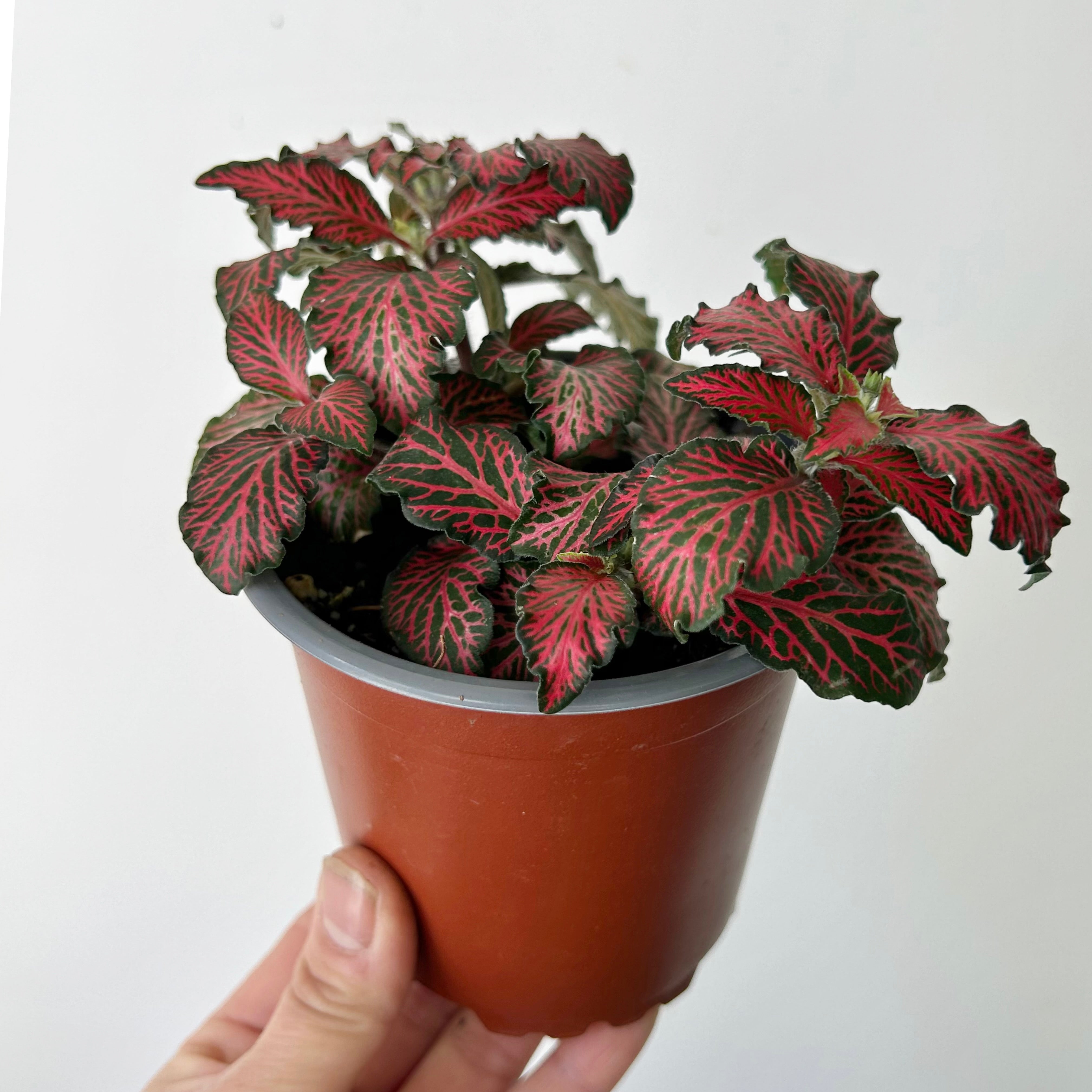 Red Nerve Plant “Forest Flame” (Fittonia) 4”pot