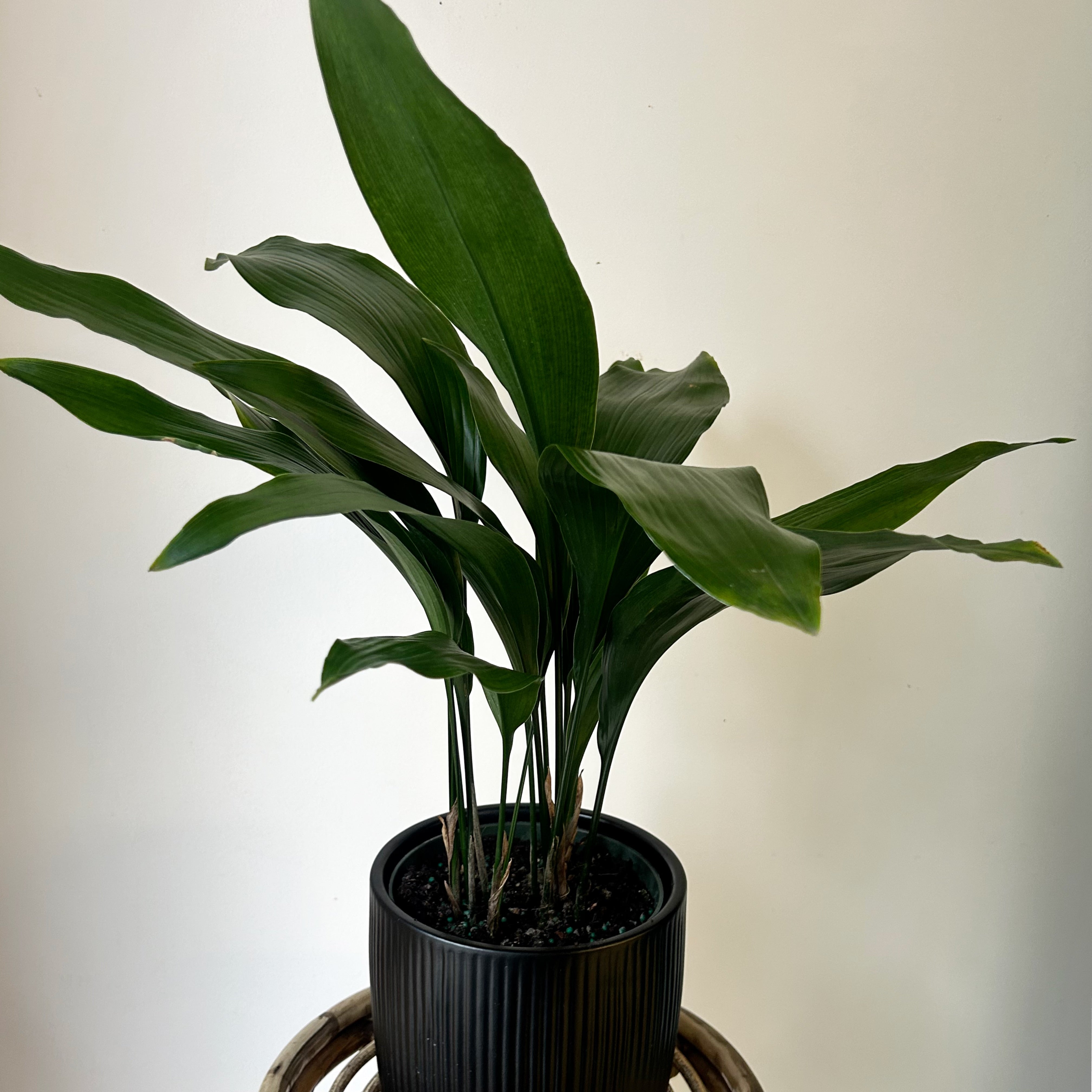Cast Iron Plant (Aspidistra Elatior) approximately 22 inches tall in 6” pot