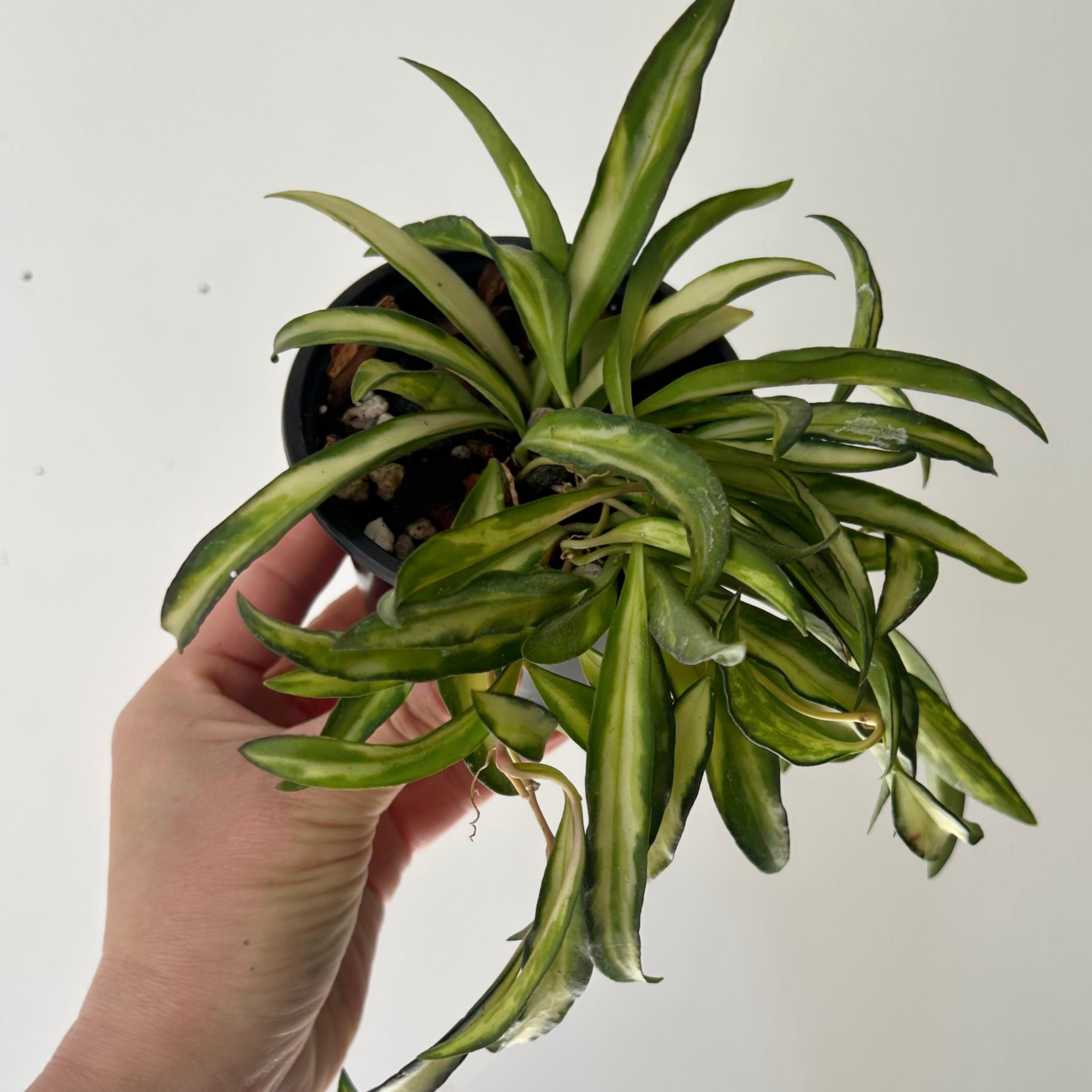 Variegated Hoya wayetii 4” pot