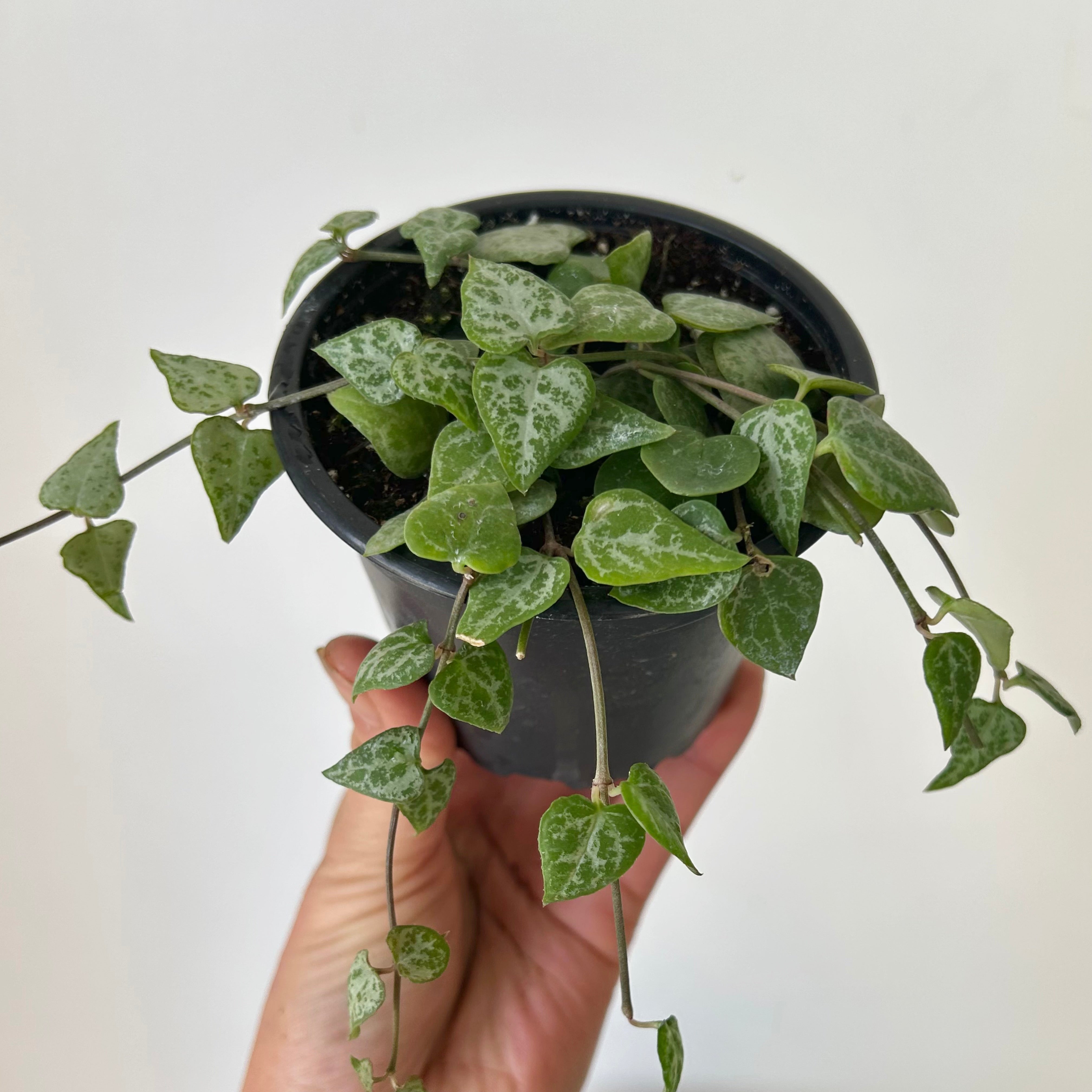 String of Arrows (Ceropegia woodii) 3.5” pot