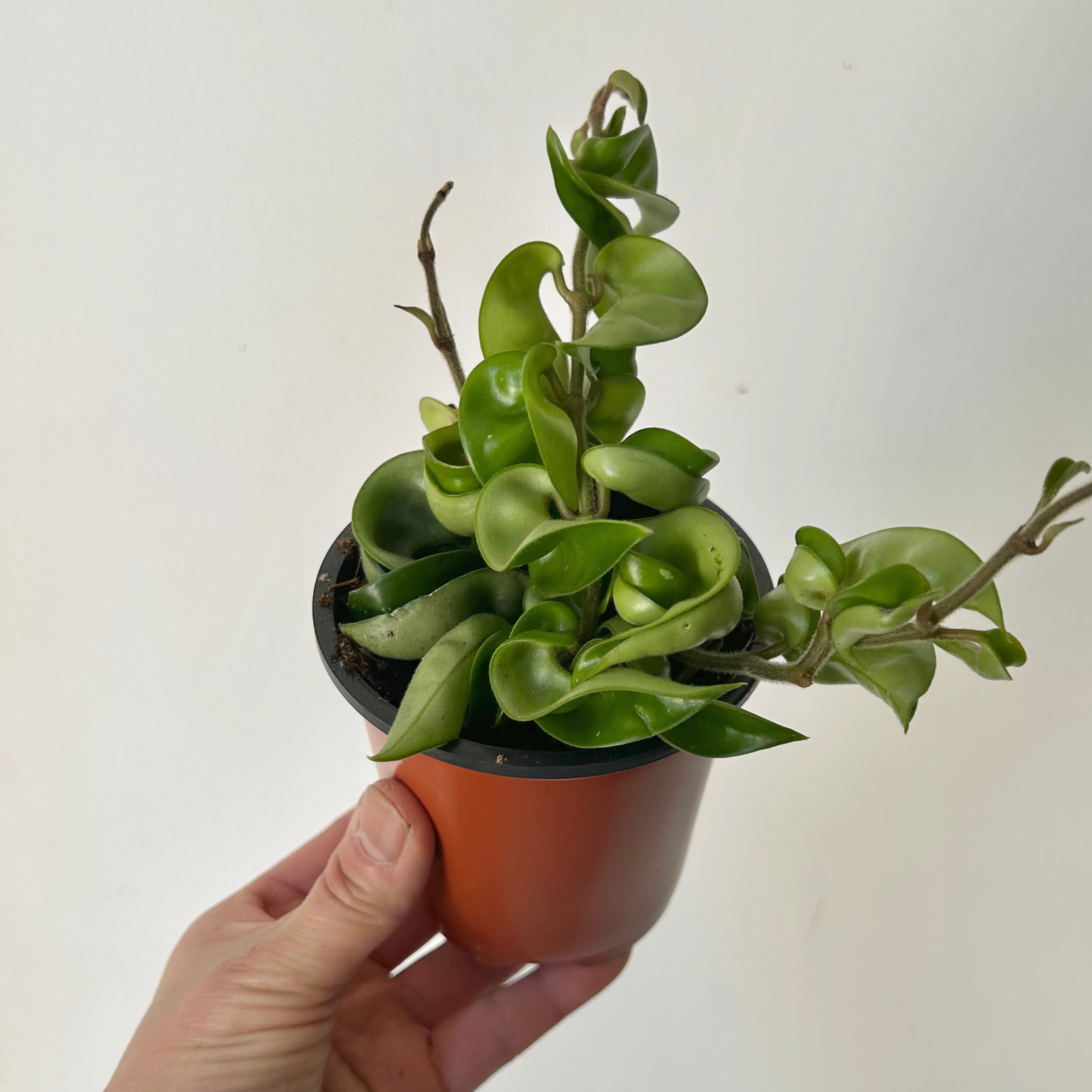 Rope Hoya (Carnosa compacta) 3.5”pot