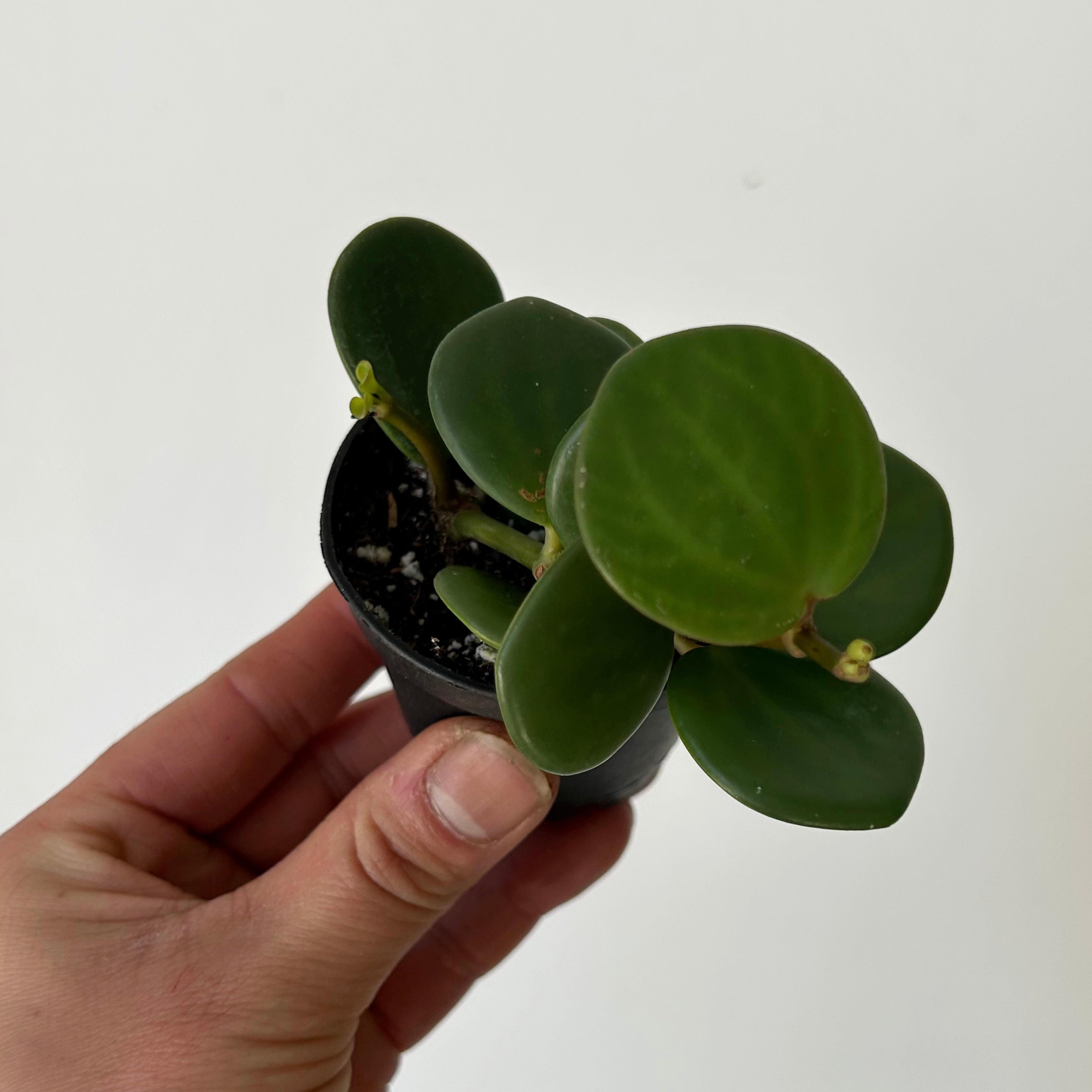 Peperomia tetraphylla “Hope" 2.5”pot