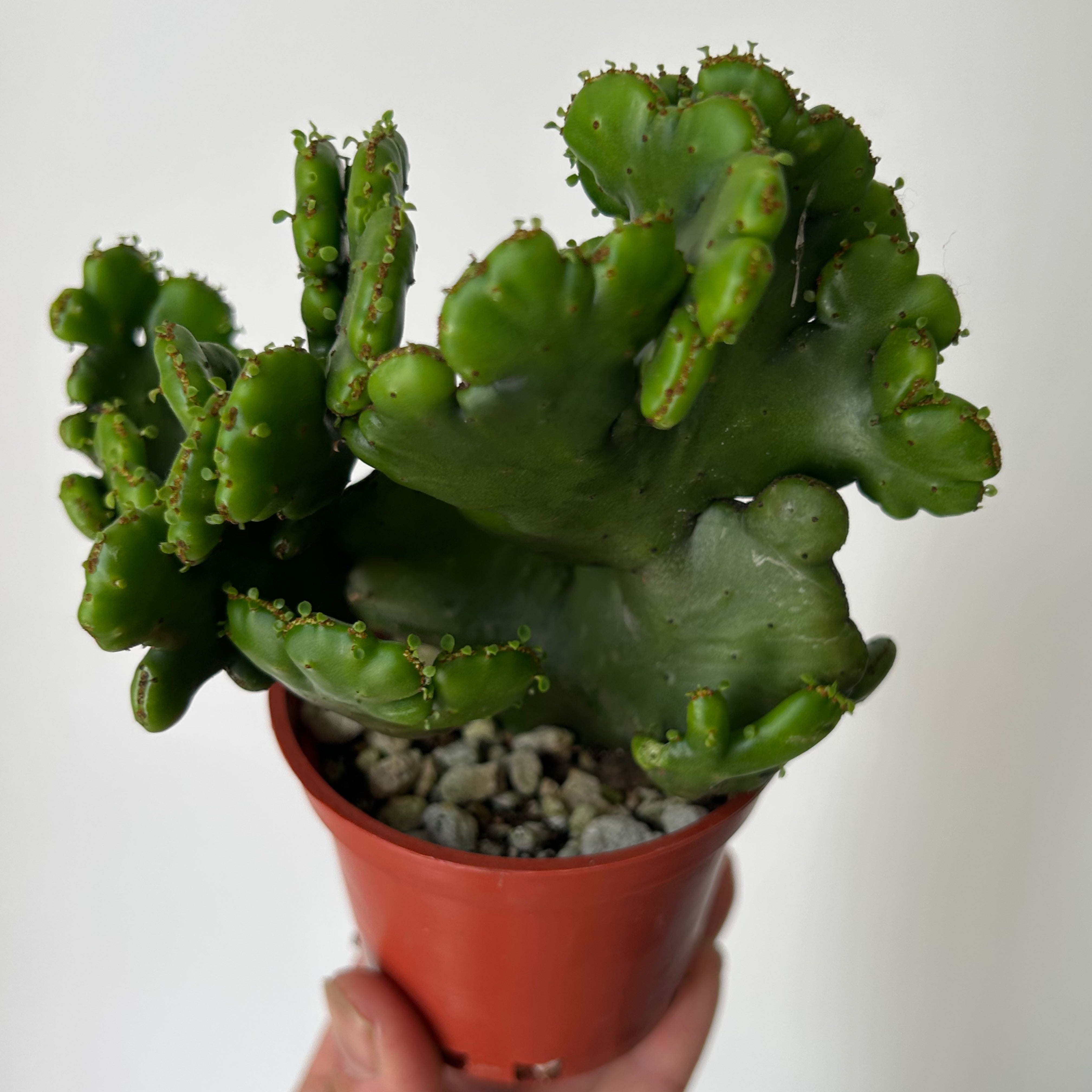 Euphorbia oncoclada cristata 3” pot