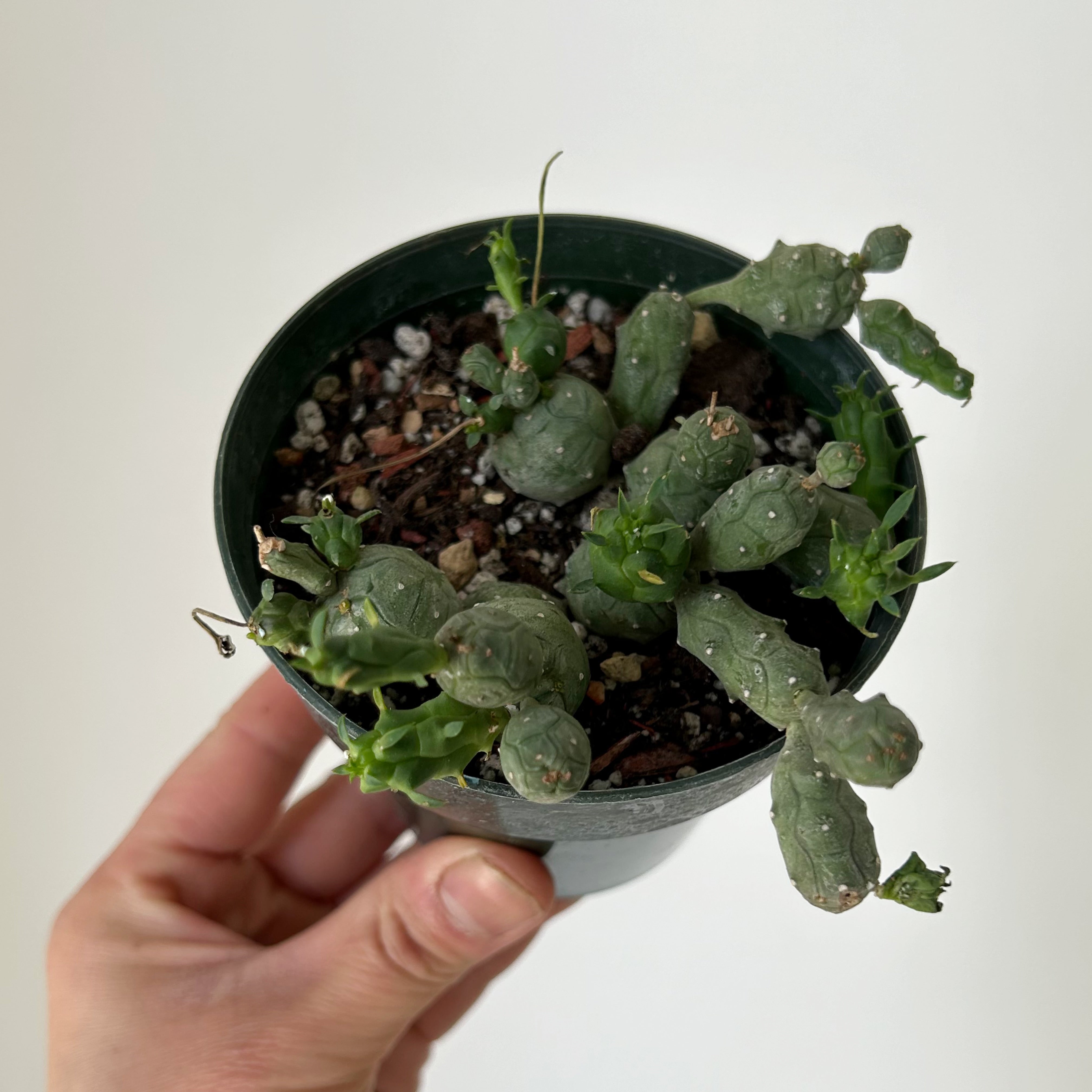 Euphorbia globosa 3.5"pot